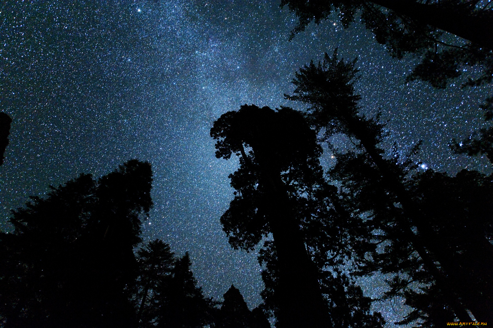 космос, звезды, созвездия, ночь, звёзды, небо, деревья