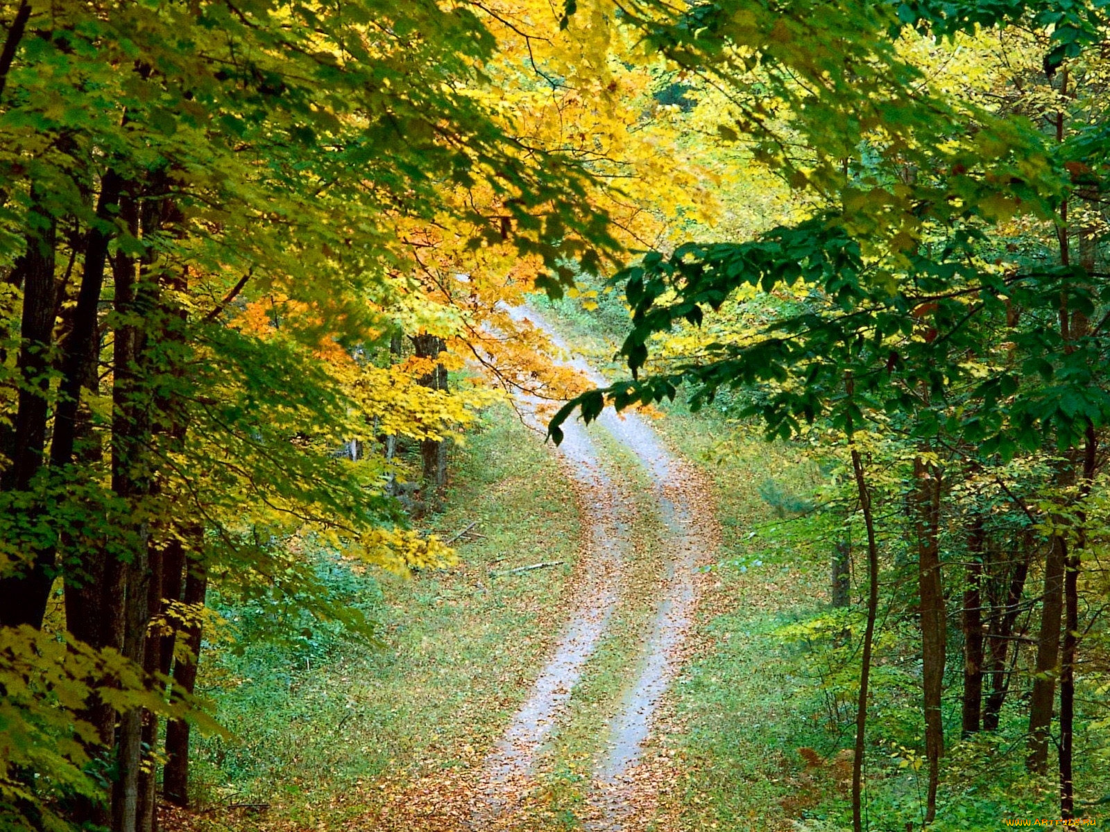 природа, дороги, лес, деревья, дорога, осень