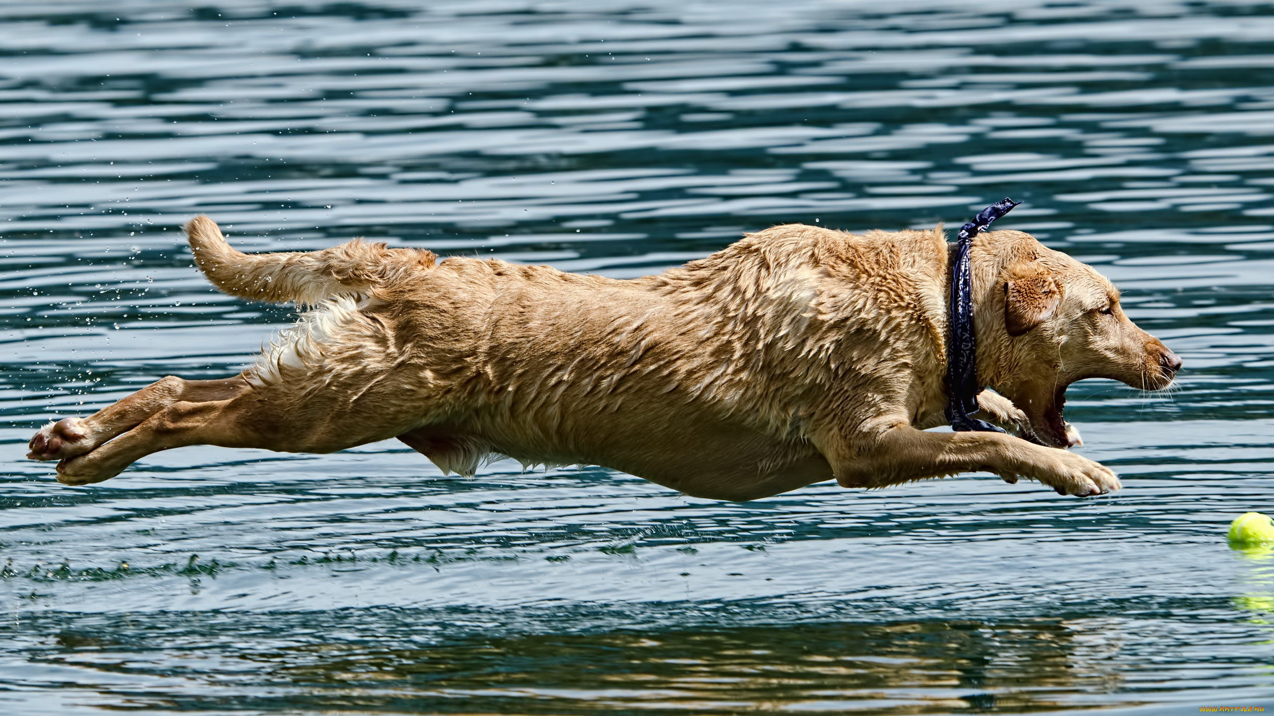животные, собаки, собака, вода, прыжок