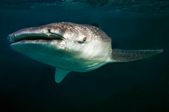 Картинка животные акулы океан глубина акула китовая