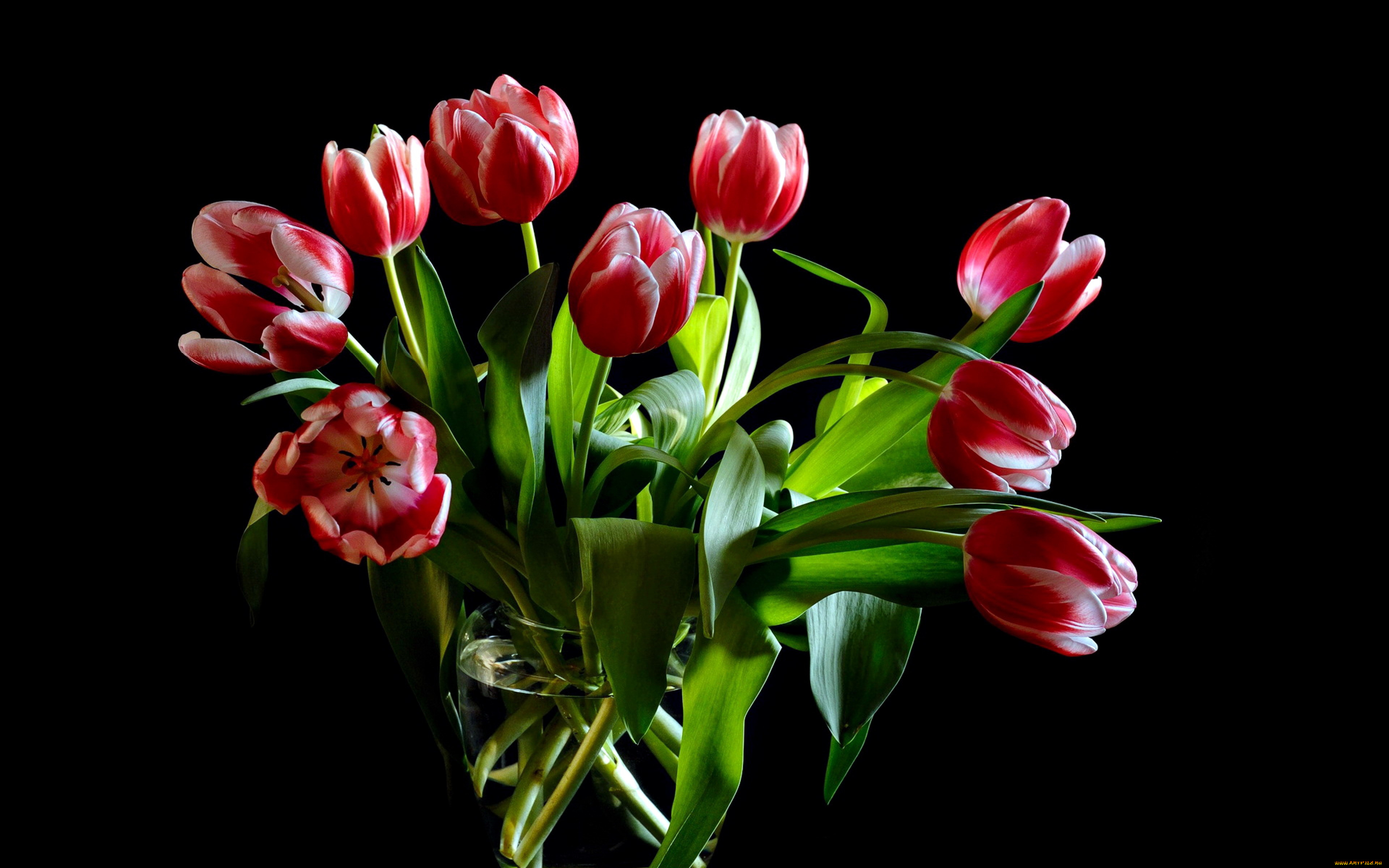 цветы, тюльпаны, двухцветный