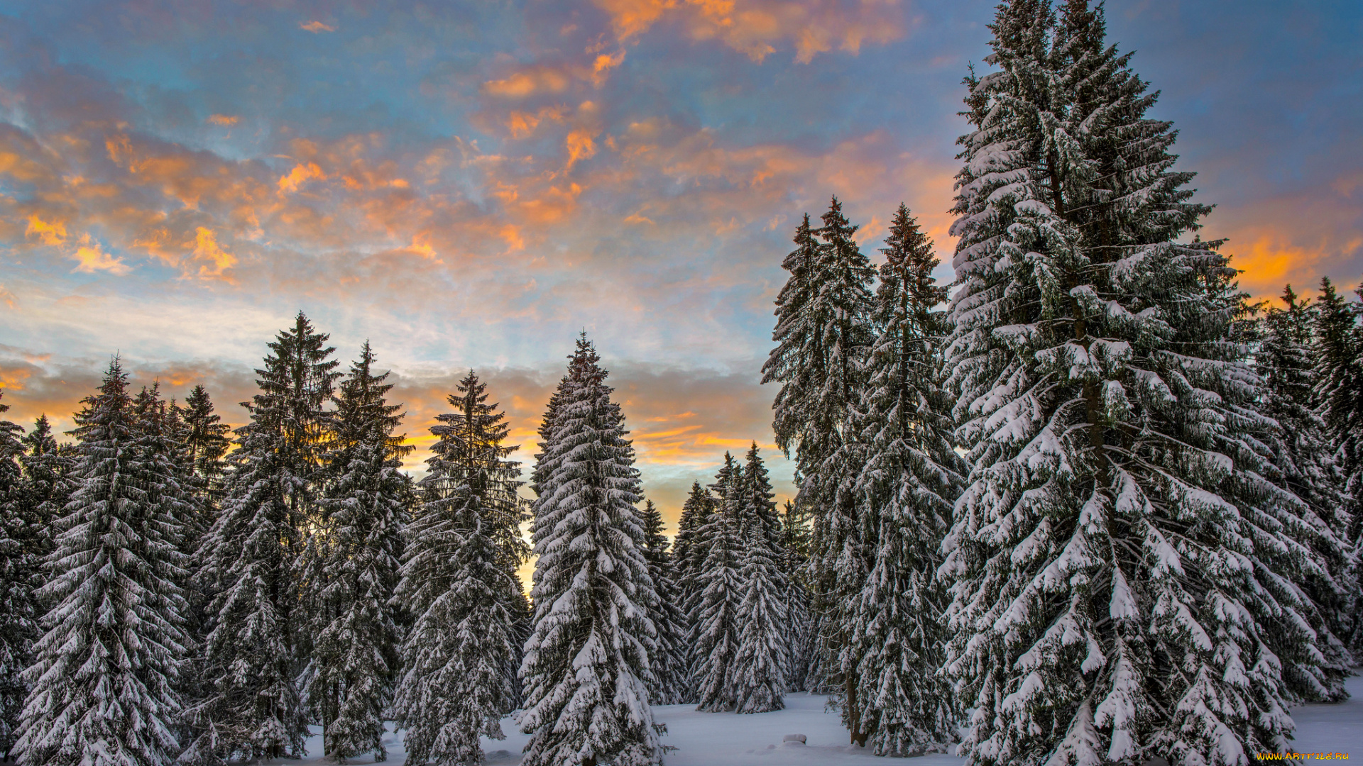 природа, зима, облака, утро, ели, лес, снег, швейцария