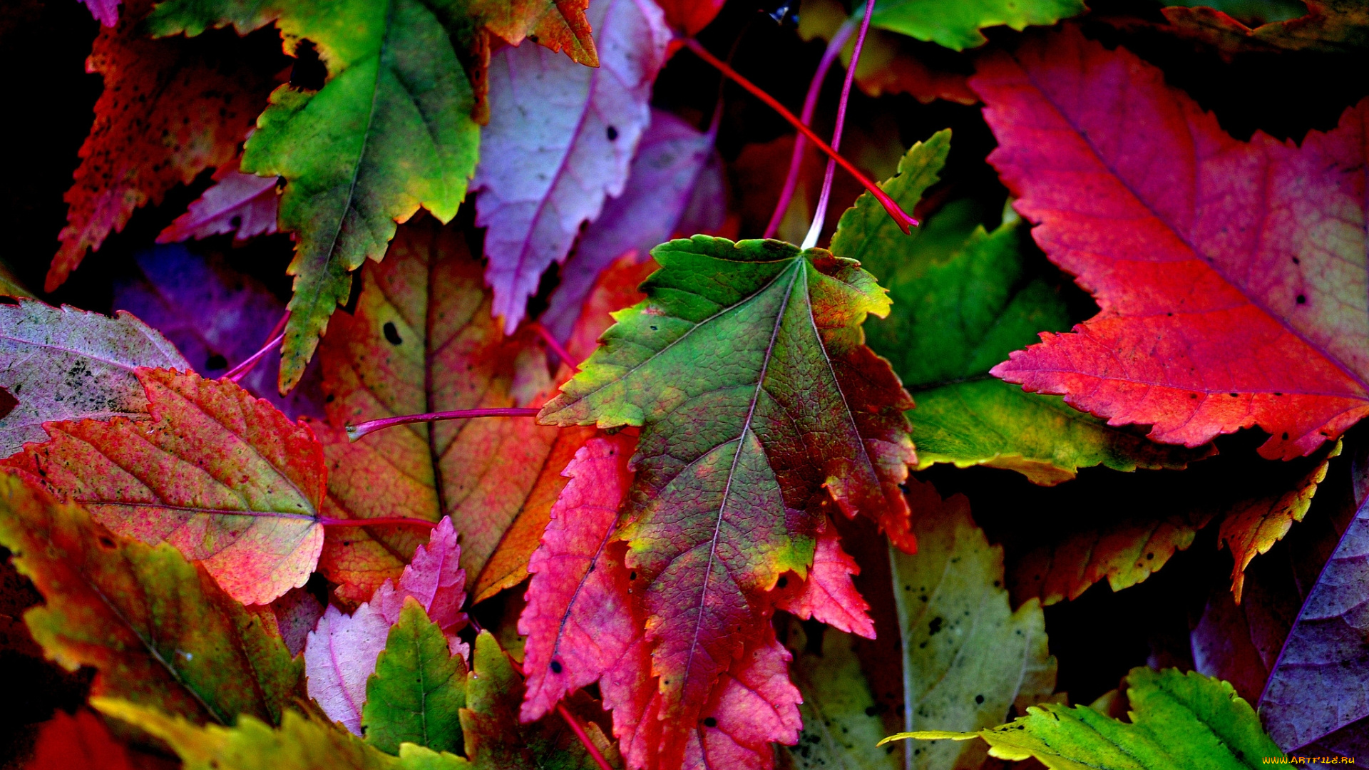 природа, листья, осень, окрас