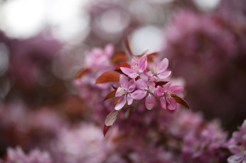 Картинка цветы цветущие+деревья+ +кустарники розовые макро