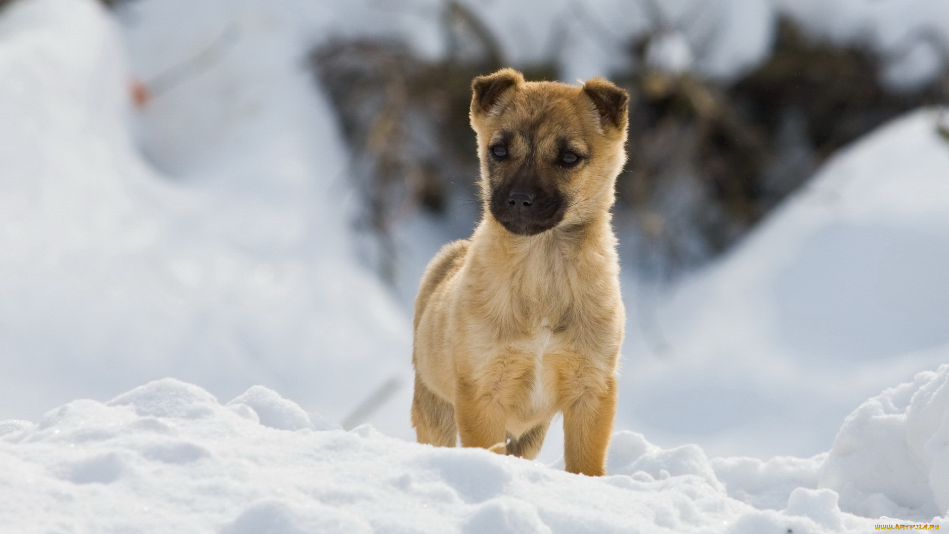 животные, собаки, собака, зима, снег, прогулка