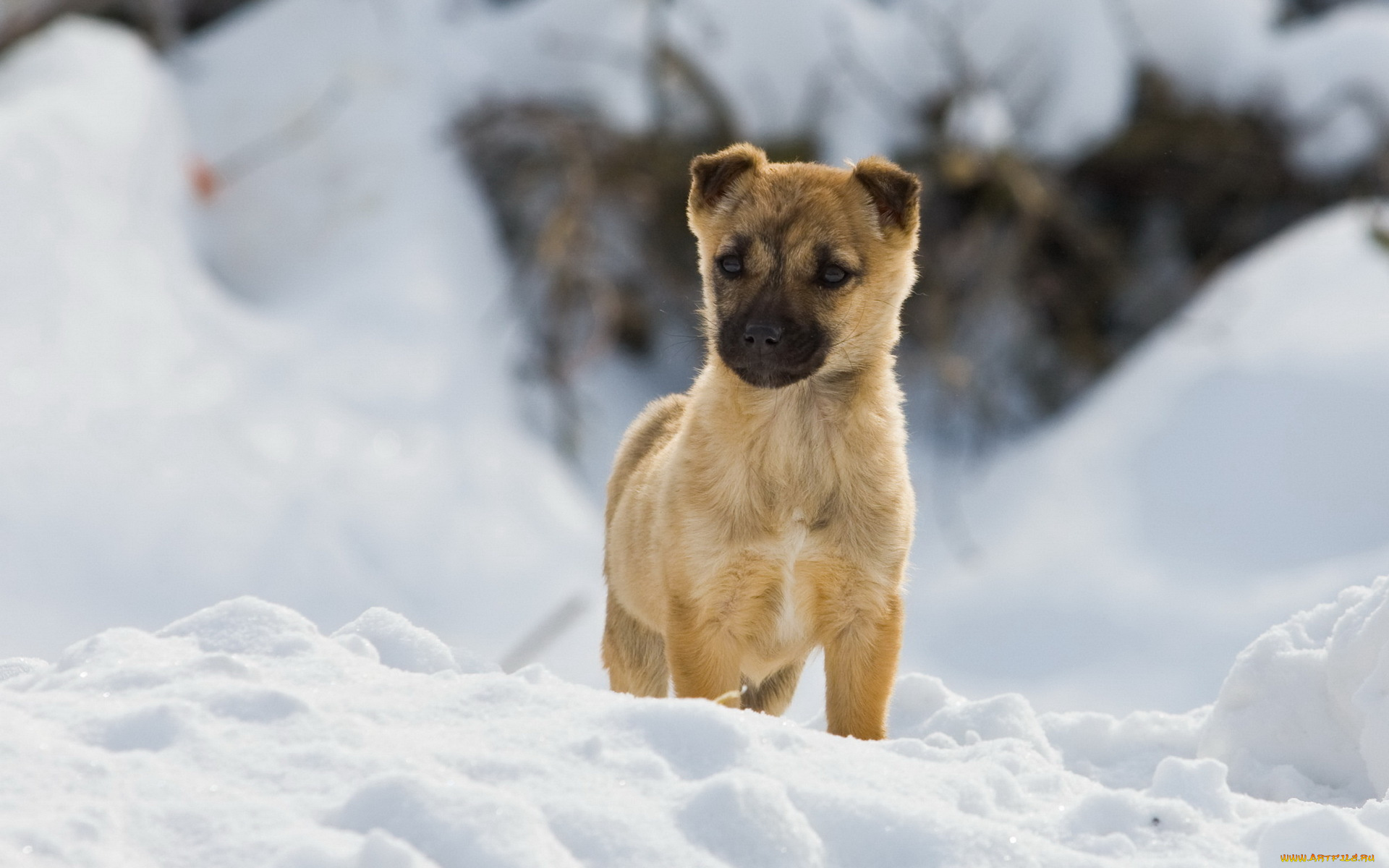 животные, собаки, собака, зима, снег, прогулка