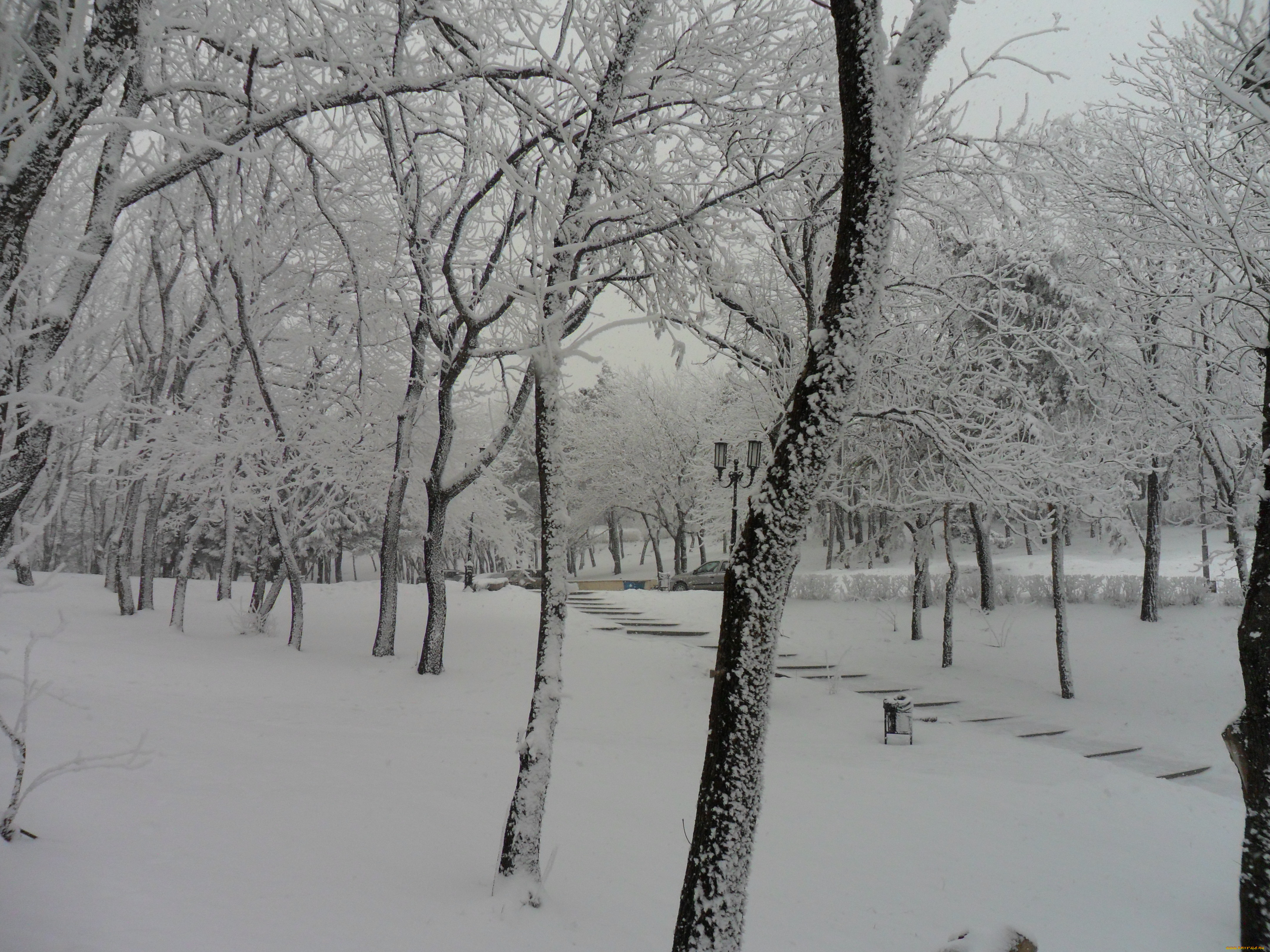 природа, зима, деревья, снег, день