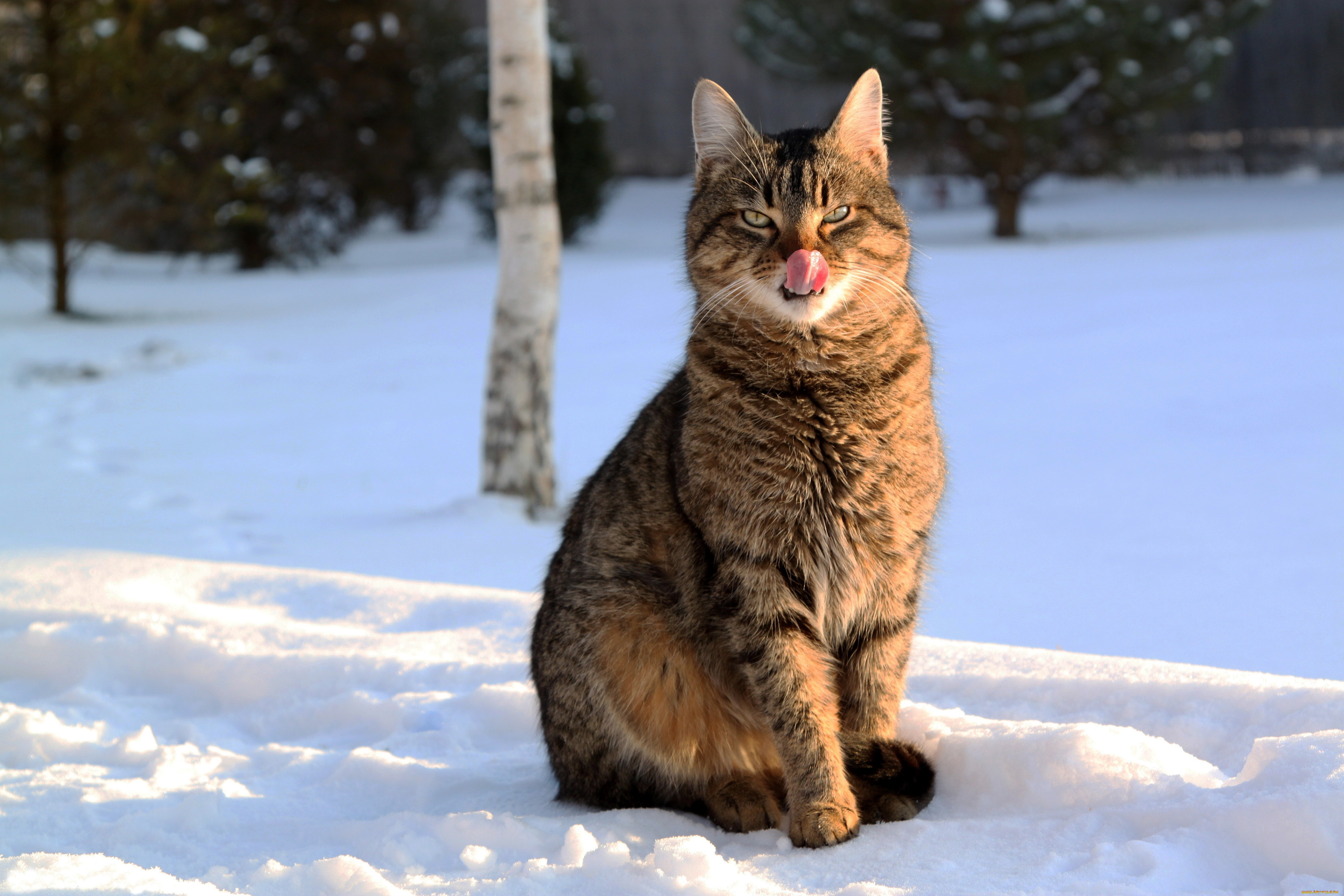 животные, коты, кошка, язык, снег, зима