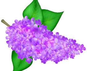 Картинка векторная+графика цветы+ flowers фон цветы лепестки