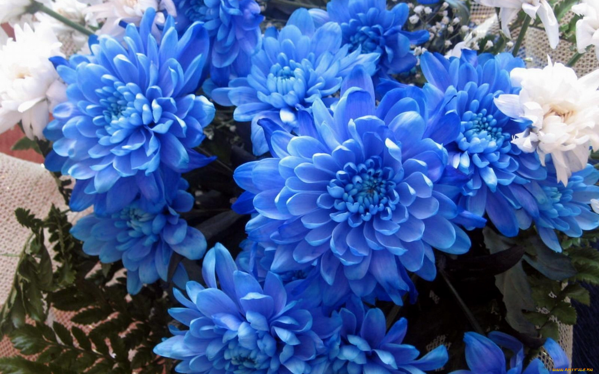 цветы, хризантемы, букет, синие