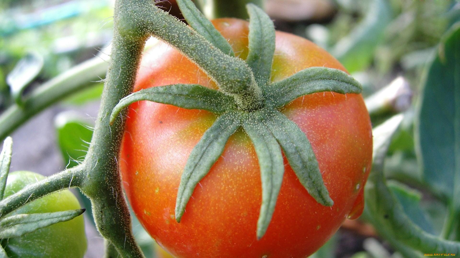 природа, плоды, помидор, ветка, томаты
