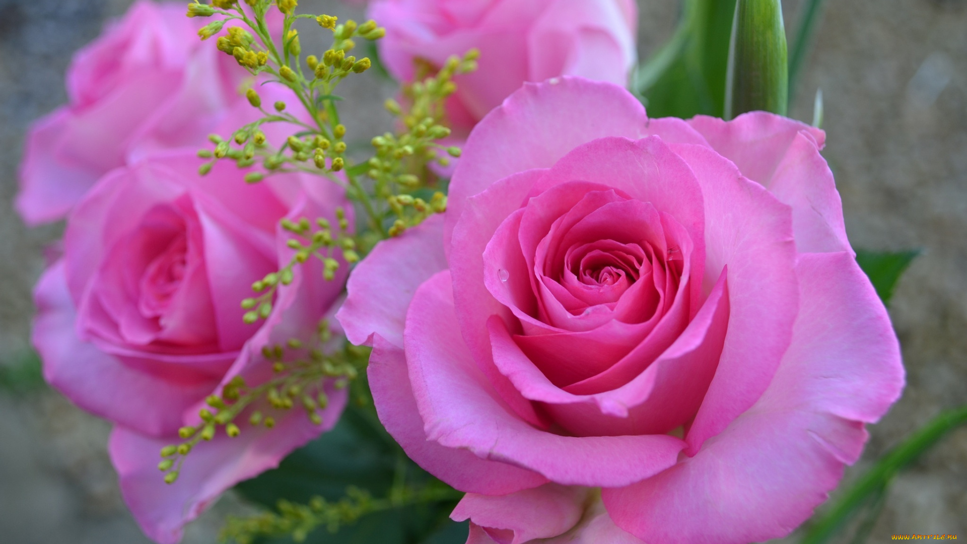 цветы, розы, розовый, макро, капли, лепестки