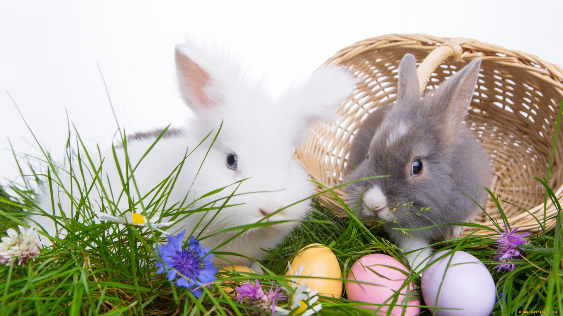 животные, кролики, , зайцы, пасха, яйца, пасхальные, easter, happy