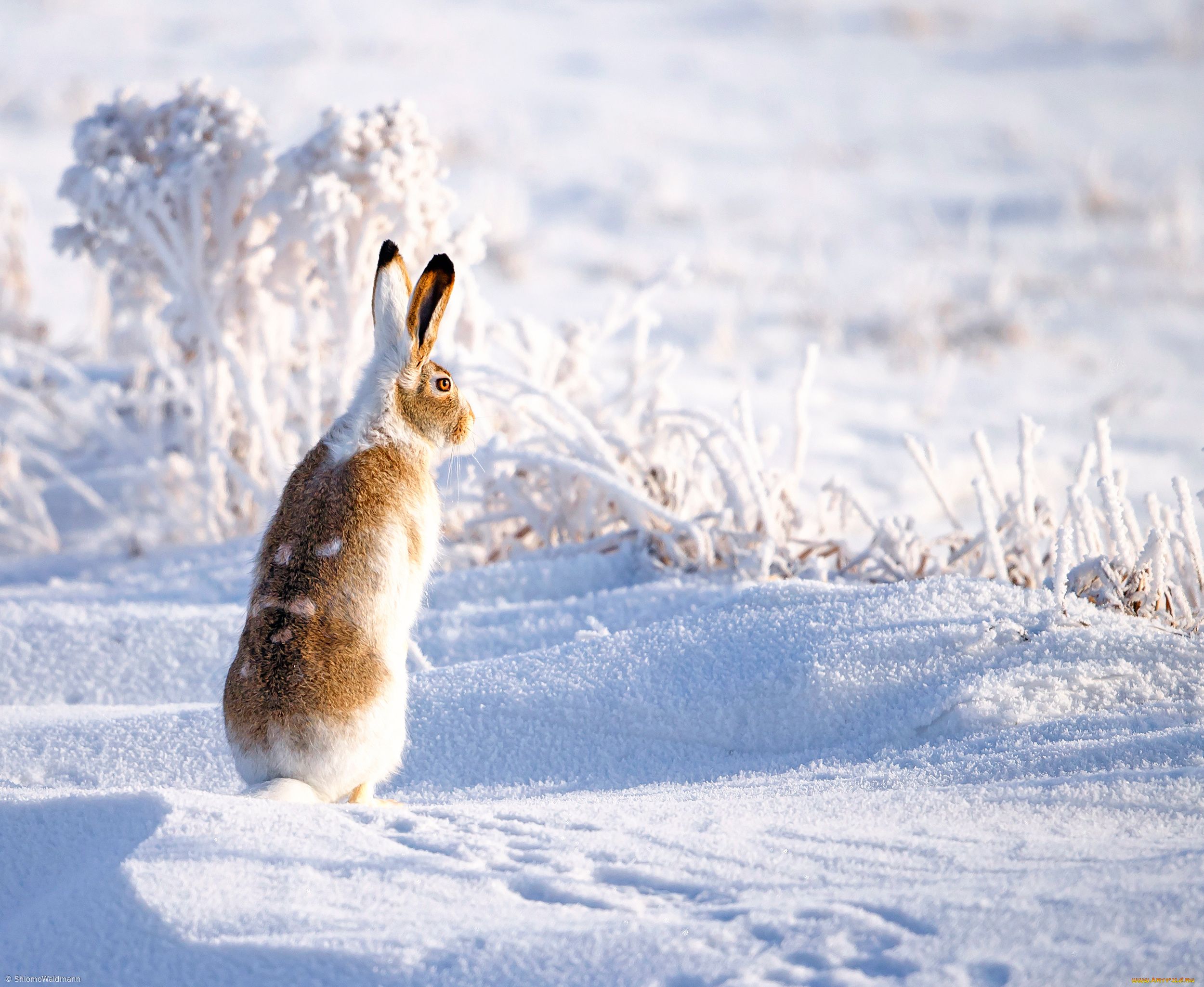 животные, кролики, , зайцы, зима, снег, заяц