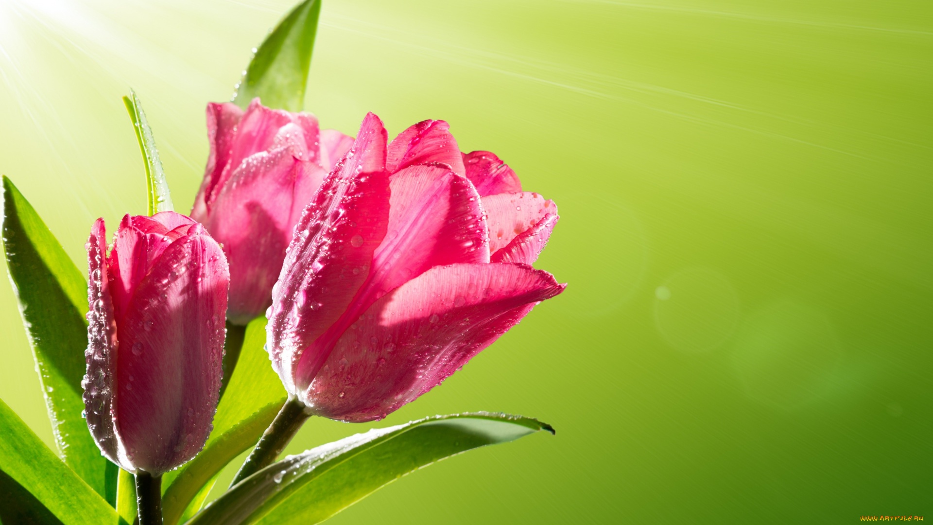 цветы, тюльпаны, капли, flowers, spring, роса, tulips, pink, весна, sunlight, солнце, fresh