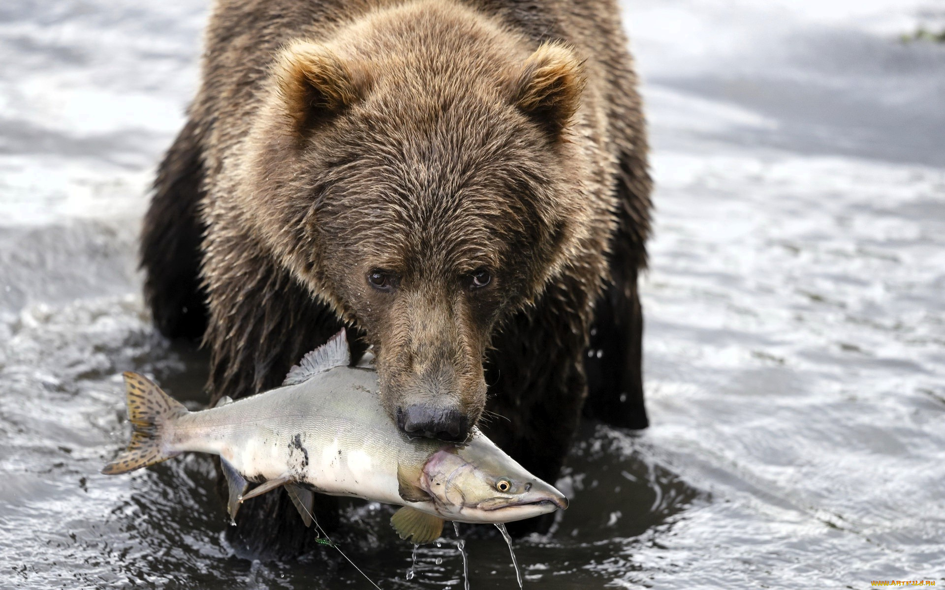 животные, медведи, медведь, бурый, река, рыба, горбуша