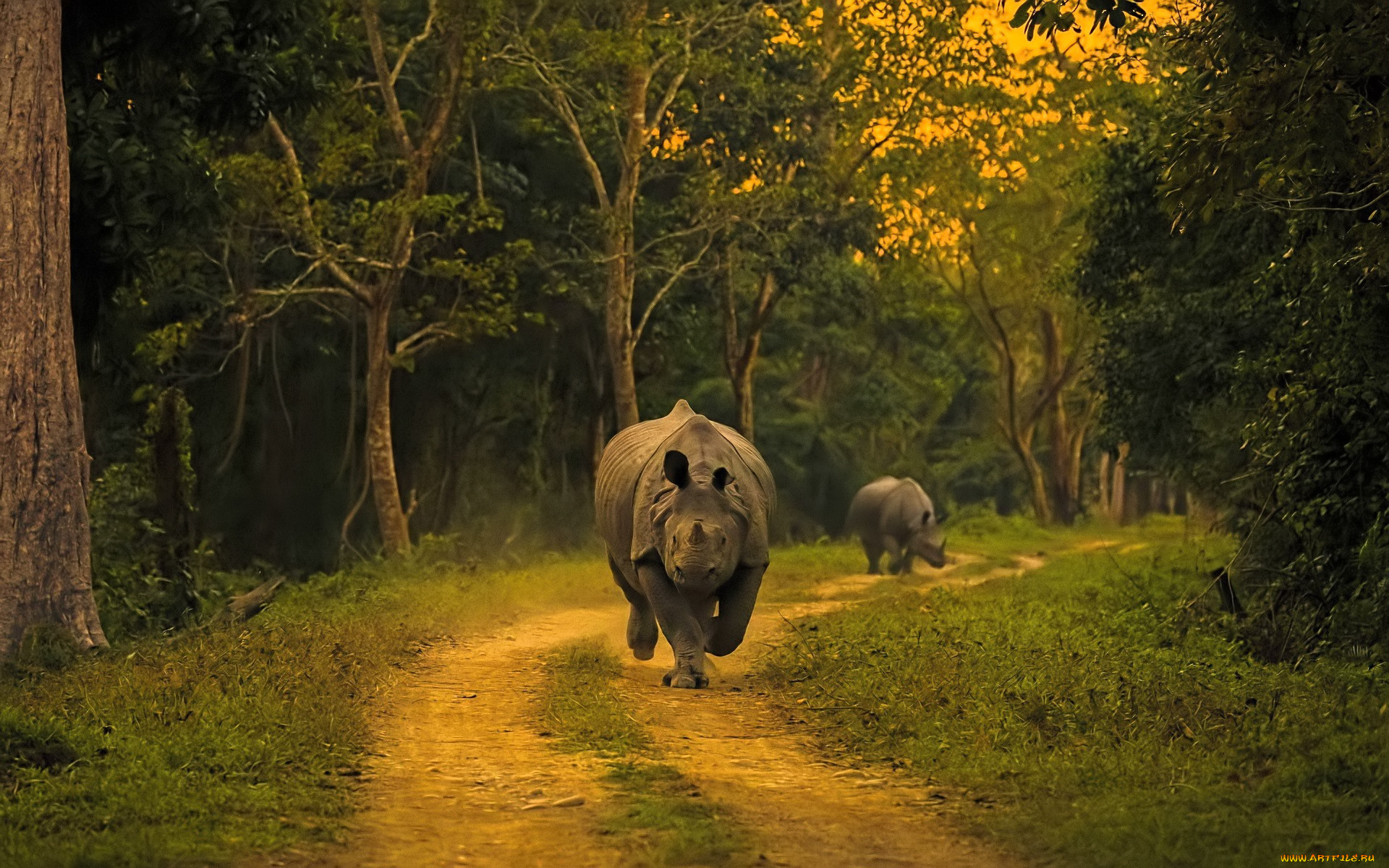 животные, носороги, дорога, лес