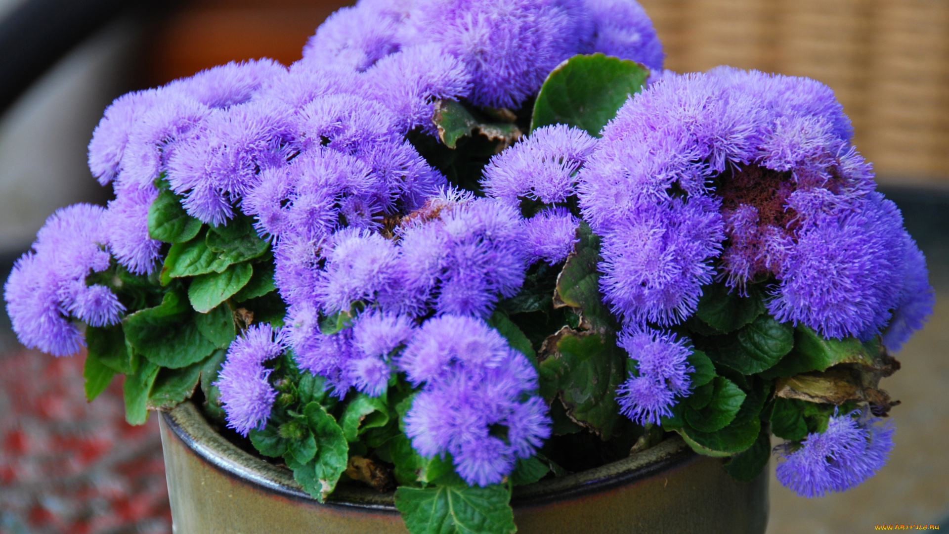 цветы, агератум, фиолетовый, пушистый