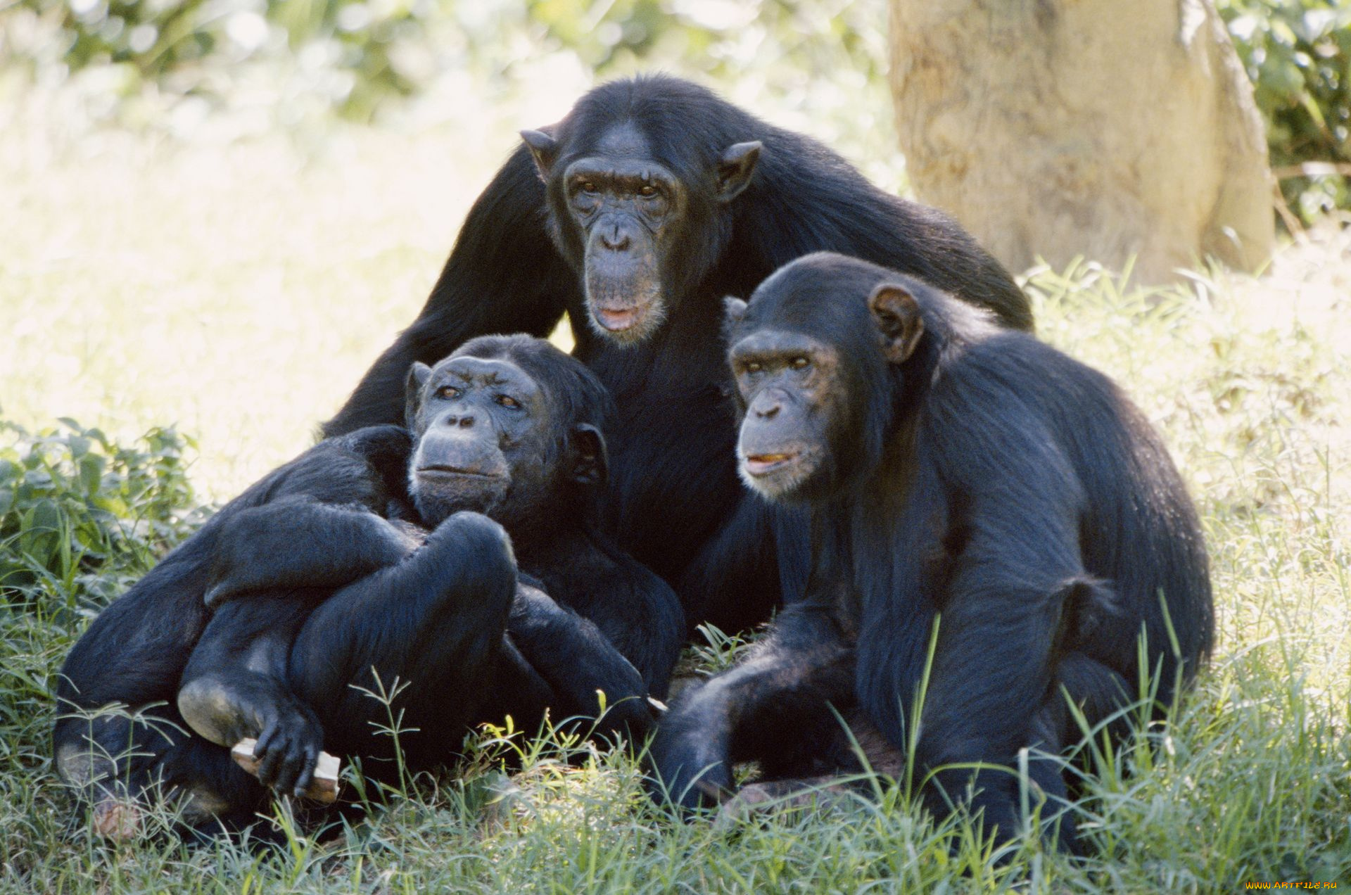 животные, обезьяны, шимпанзе