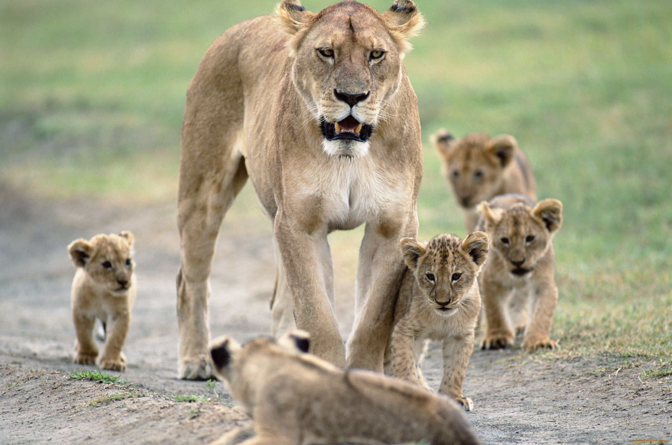 животные, львы, львица, львята, материнство