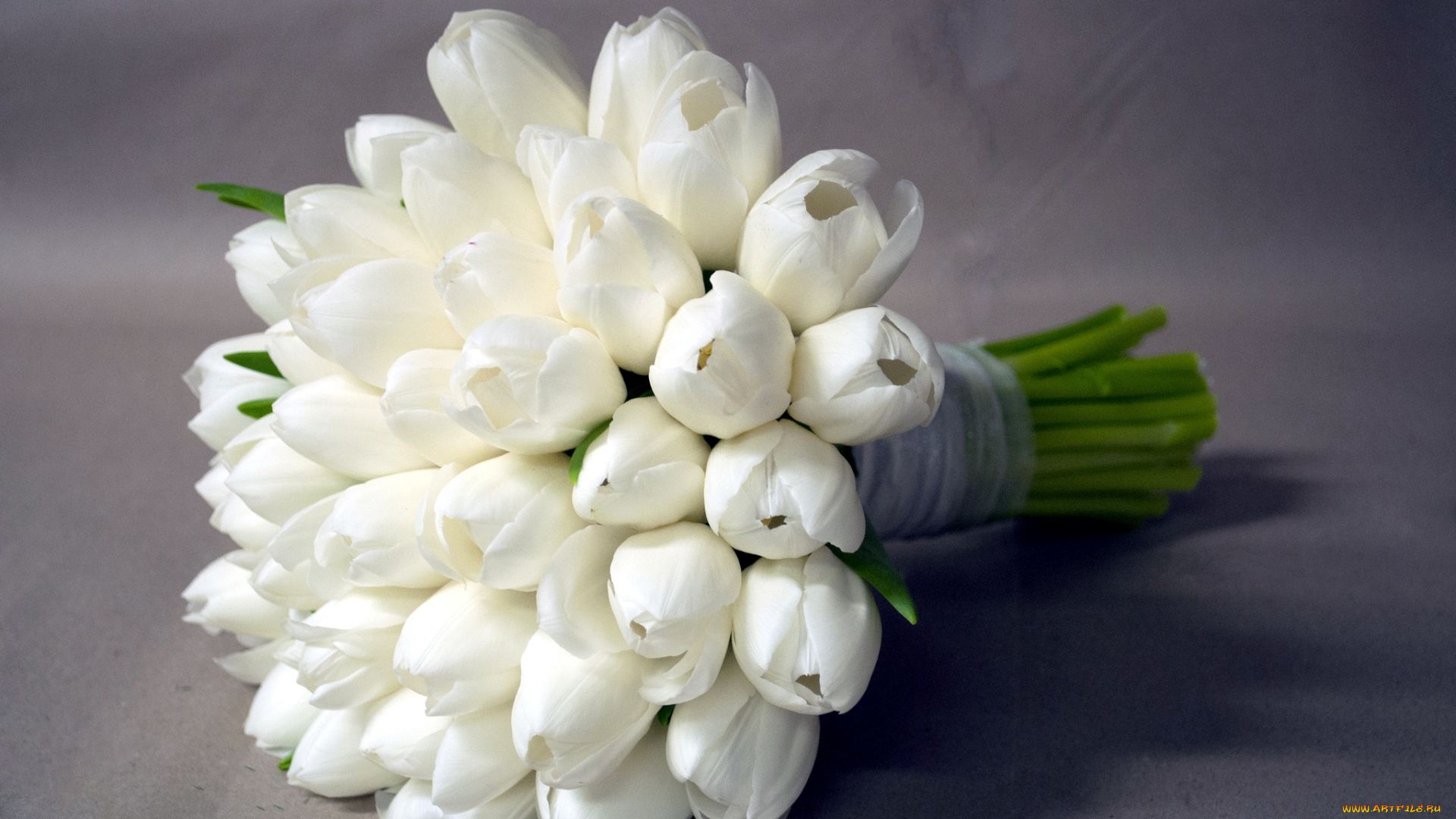 цветы, тюльпаны, букет, белый