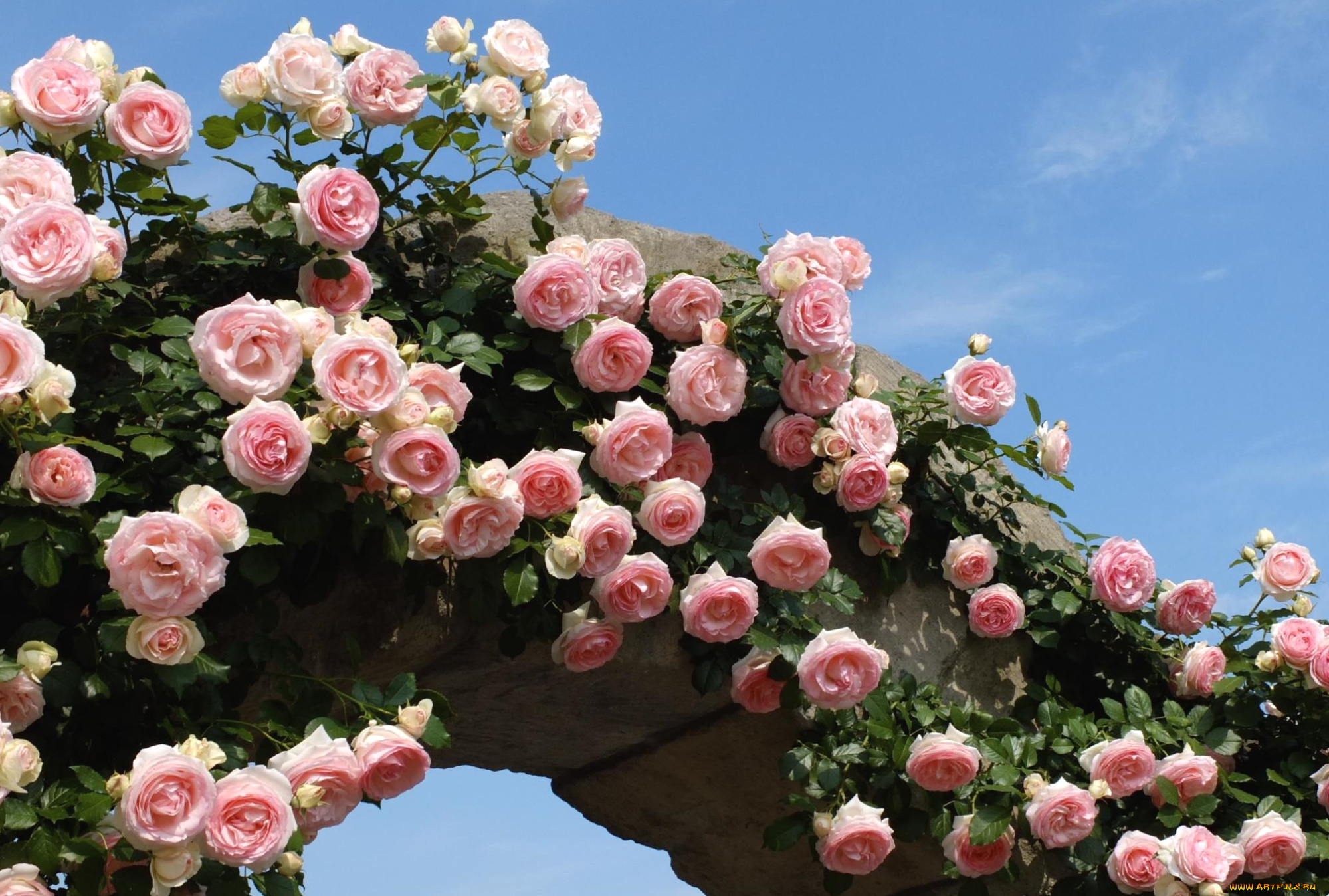 цветы, розы, арка, розовый, много