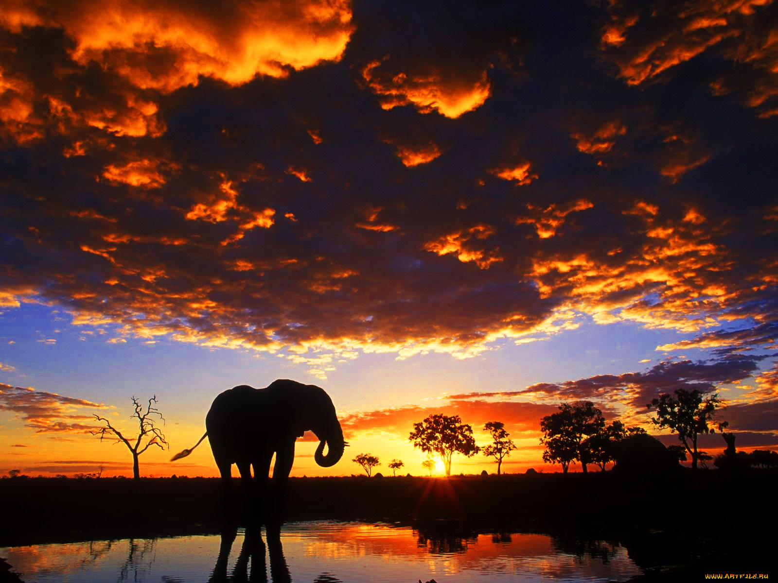 животные, слоны, облака, закат, сафари, слон