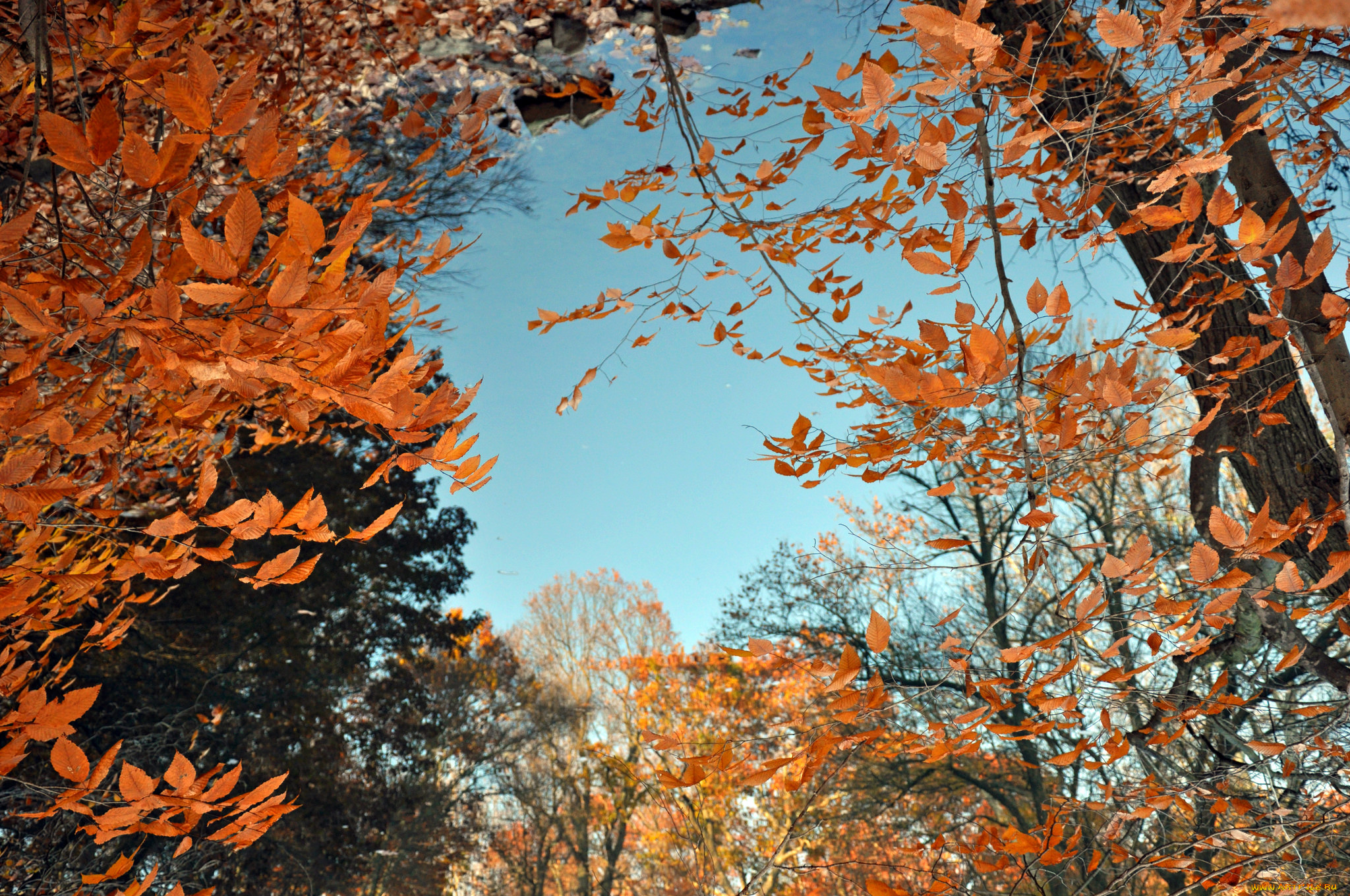 природа, лес, небо, ветки, деревья, осень