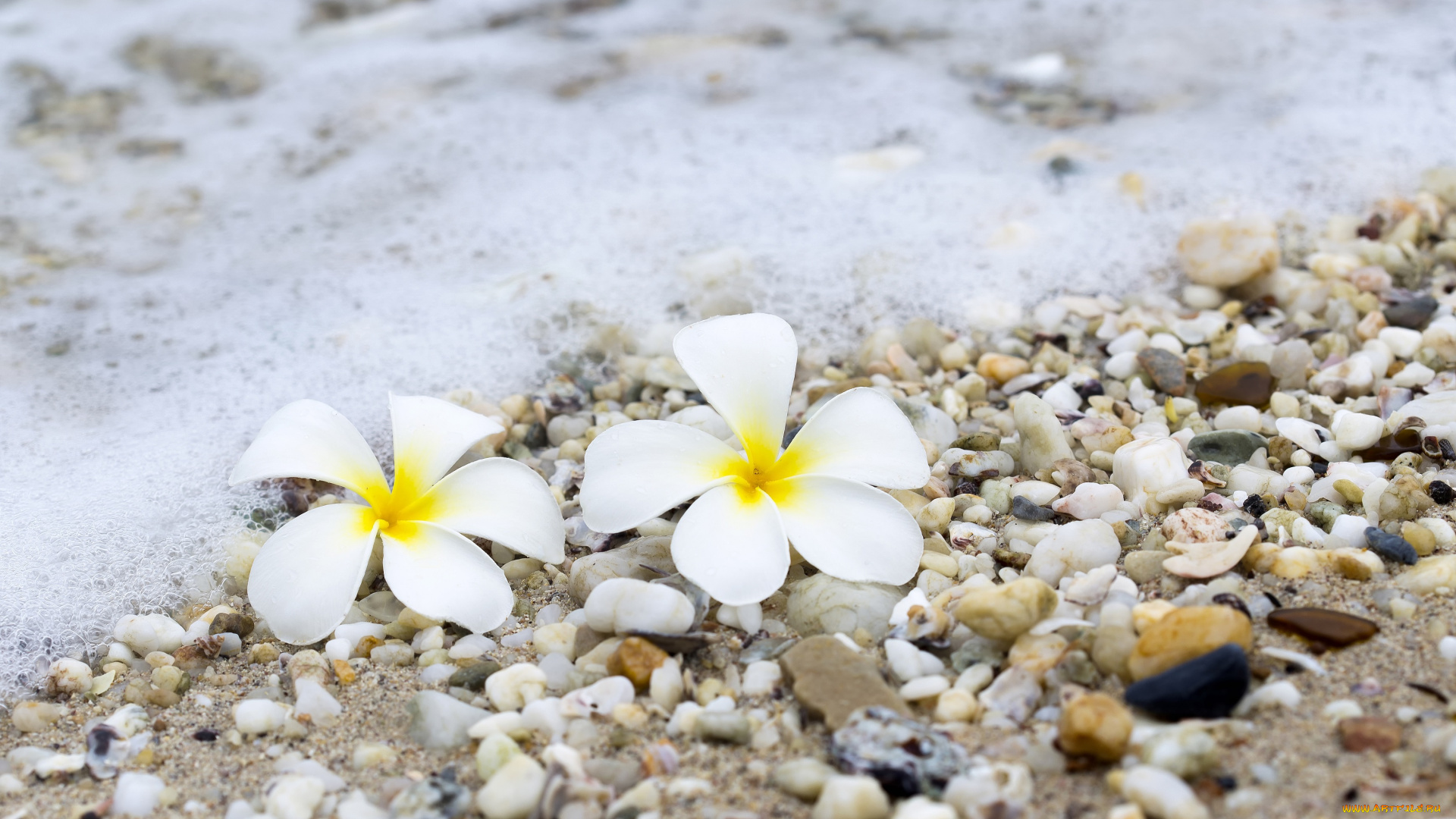 цветы, плюмерия, beach, галька, песок, sea, камни, summer, plumeria, море, волны, wave, пляж, sand, pebbles, лето