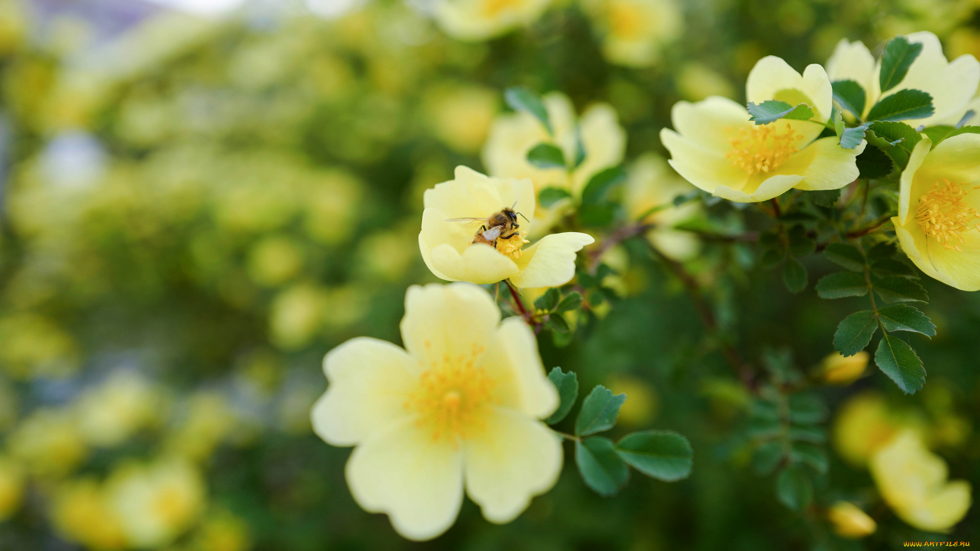 цветы, шиповник, ветка, фон, природа, сад, кусты, листья, насекомое, цветение, желтый, пчела, размытый, пчелка