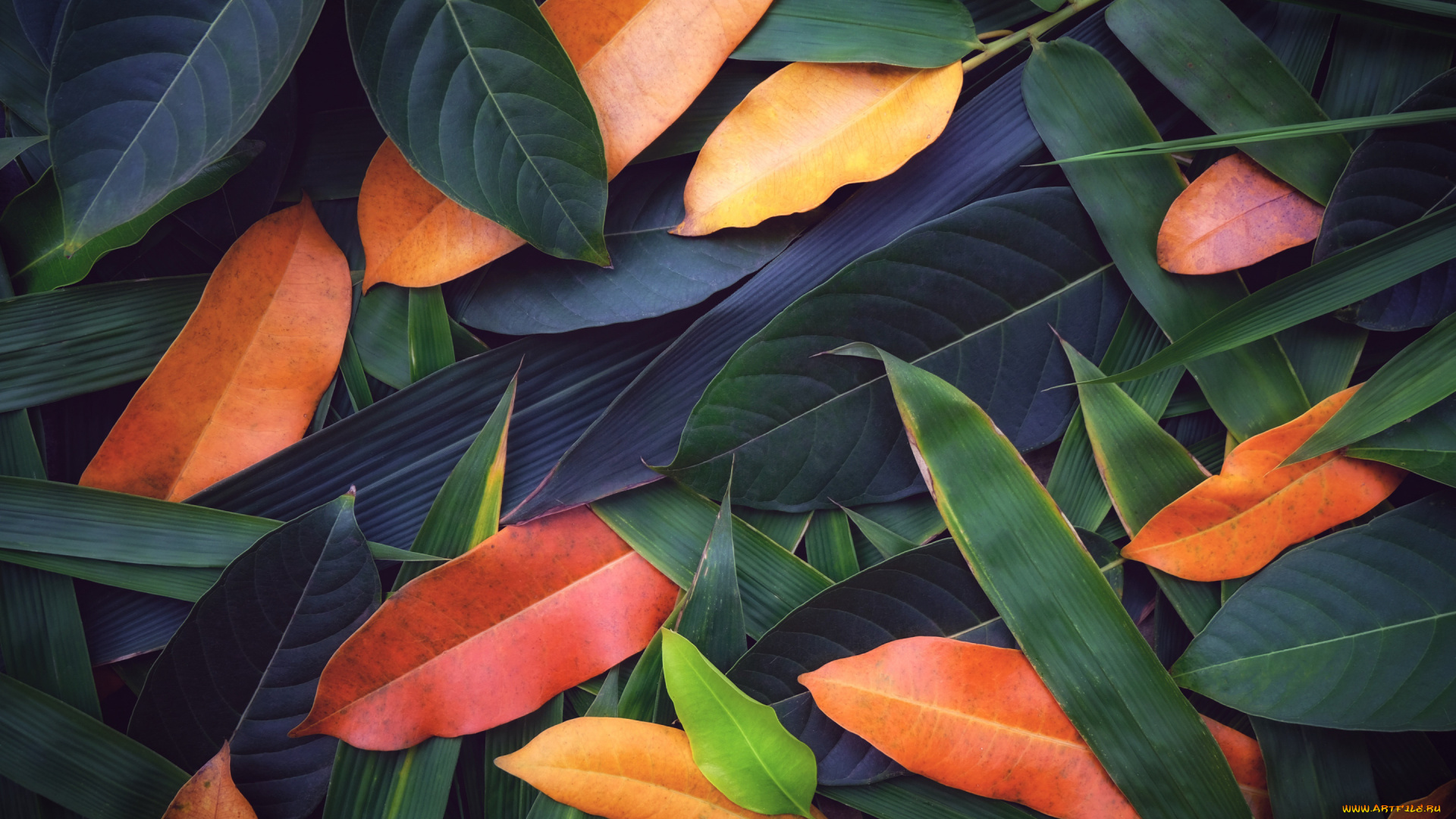 природа, листья, фон, colorful, texture, background, leaves