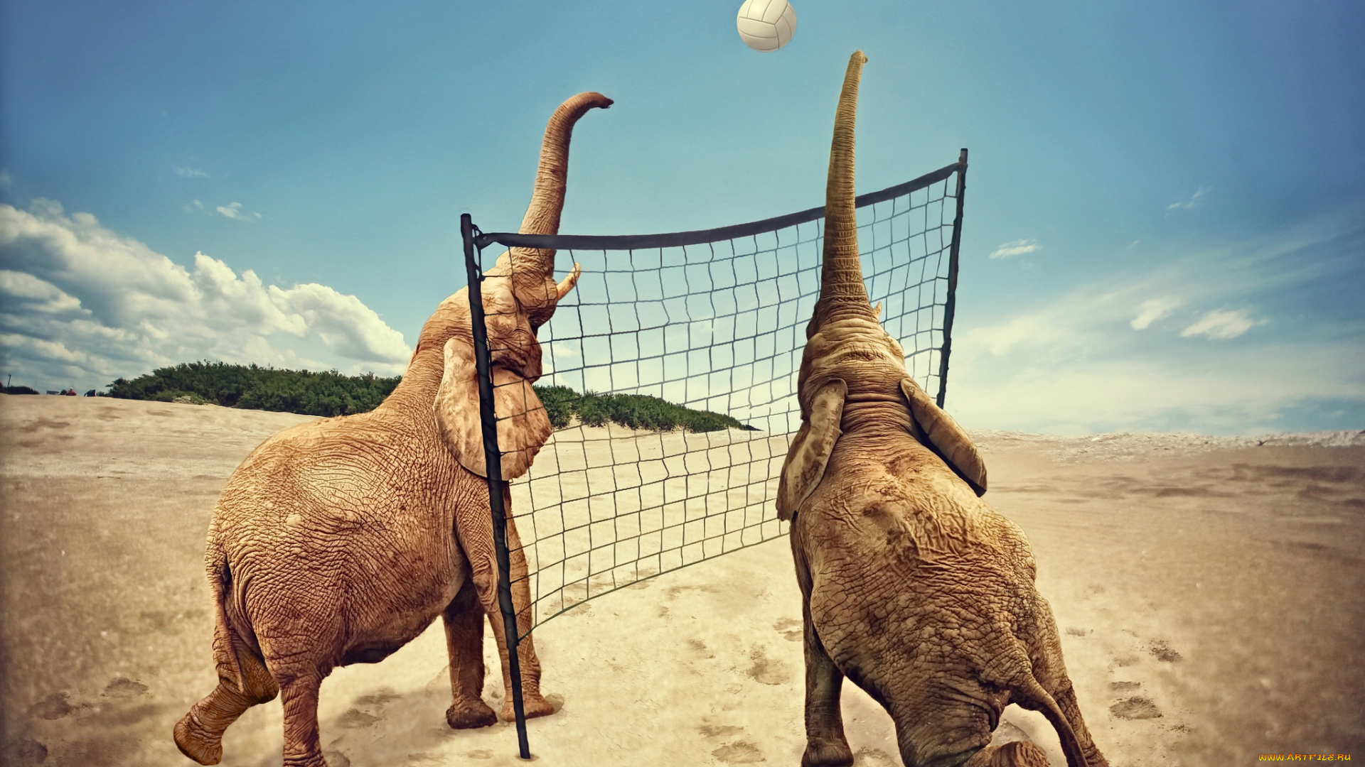 животные, слоны, волейбол, спорт