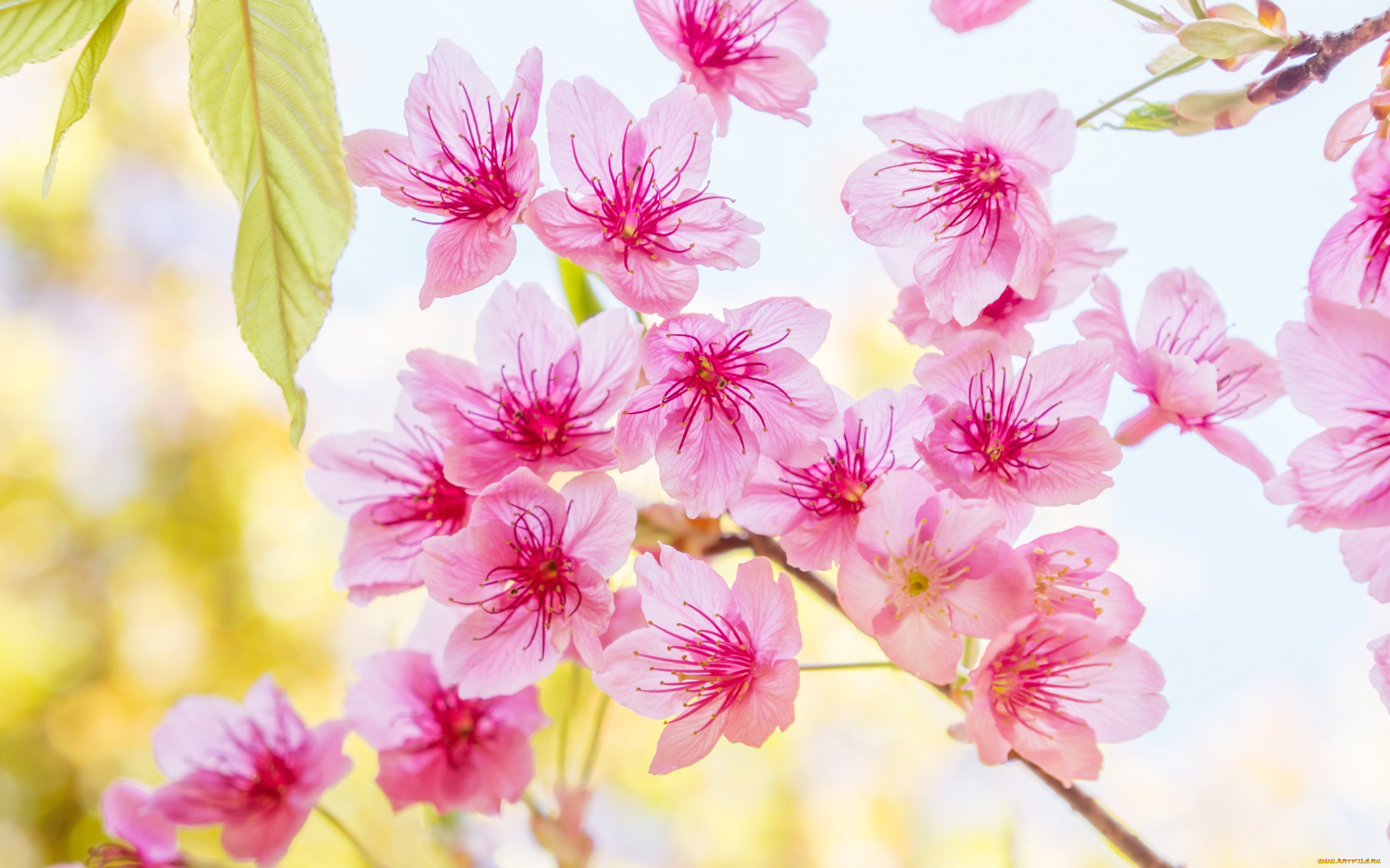 цветы, сакура, , вишня, весна, bloom, cherry, pink, blossom, spring, sakura, цветение, ветки