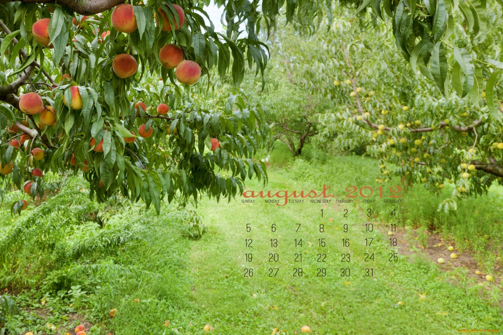календари, природа, сад, деревья, персики