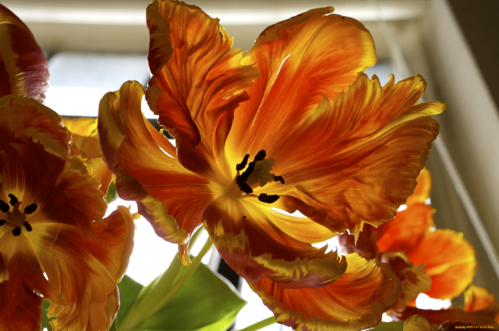 цветы, тюльпаны, оранжевый, лепестки