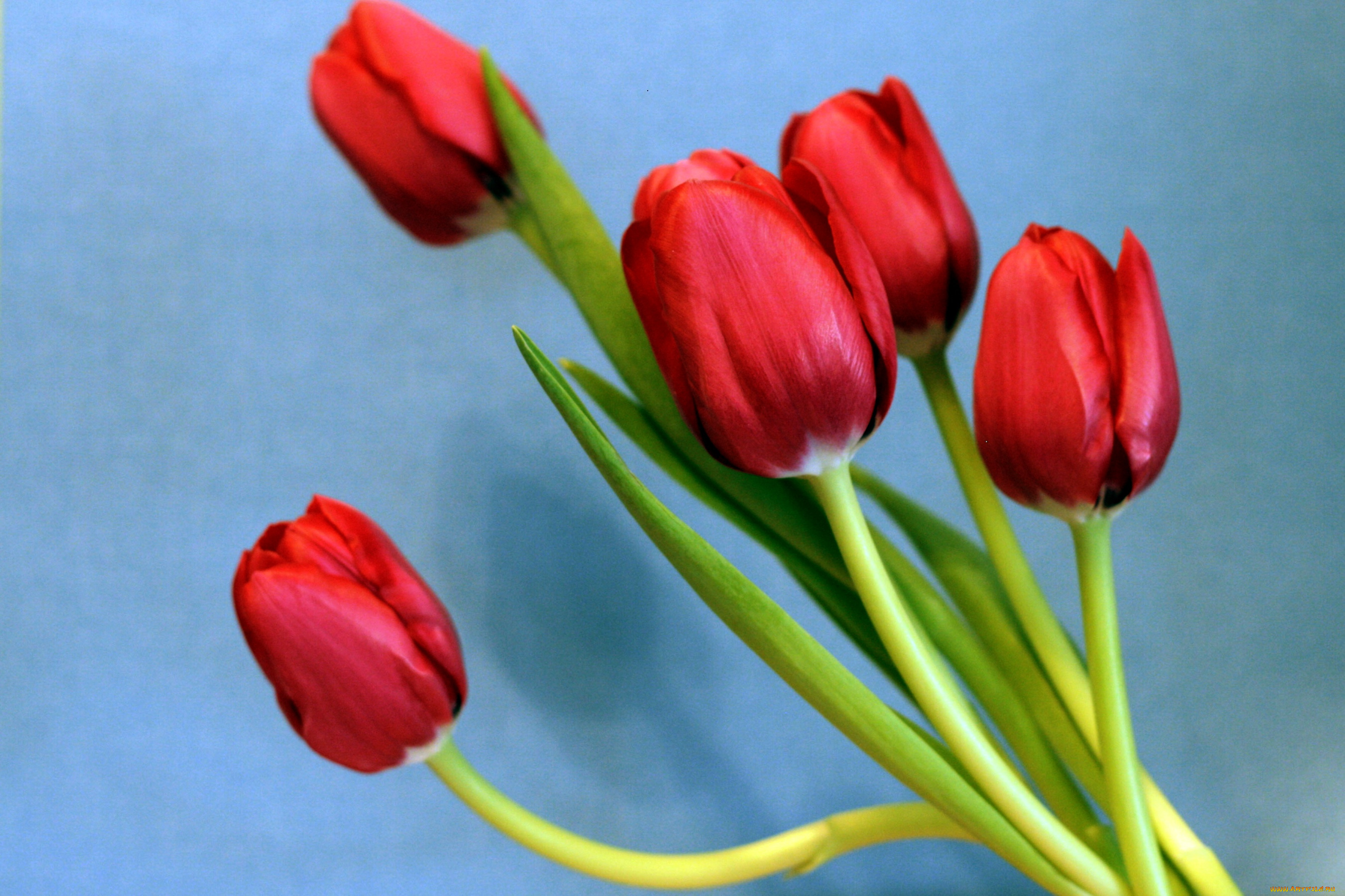 цветы, тюльпаны, стебли, красный, бутоны
