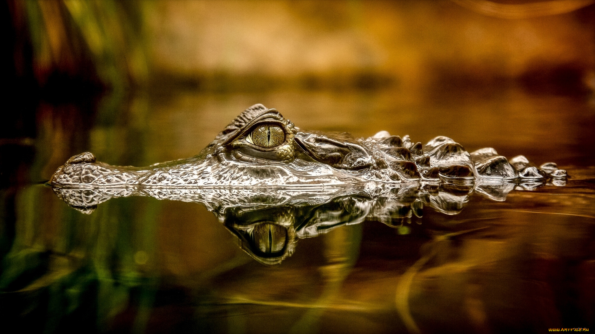 животные, крокодилы, вода, отражение