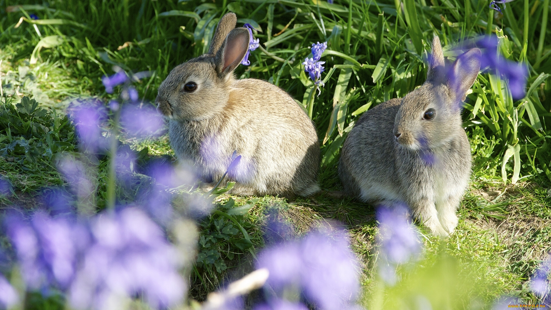 животные, кролики, зайцы, парочка, боке