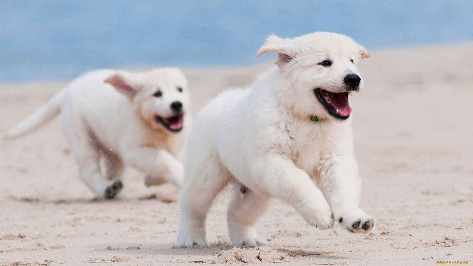 животные, собаки, море, пляж, веселье, бег, игра, песок, радость, белые, щенки