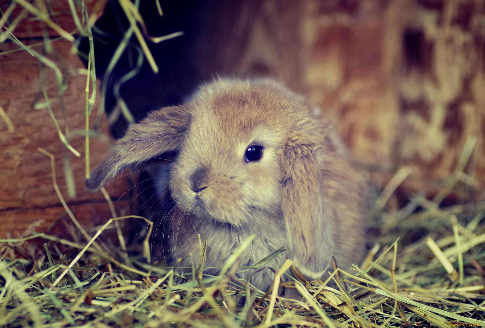 животные, кролики, , зайцы, серый, кролик, трава