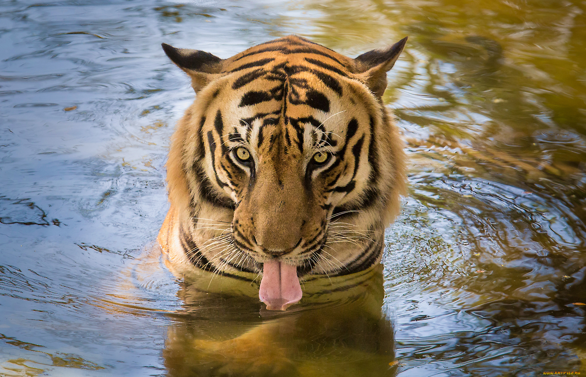 животные, тигры, взгляд, язык, тигр, вода, озеро
