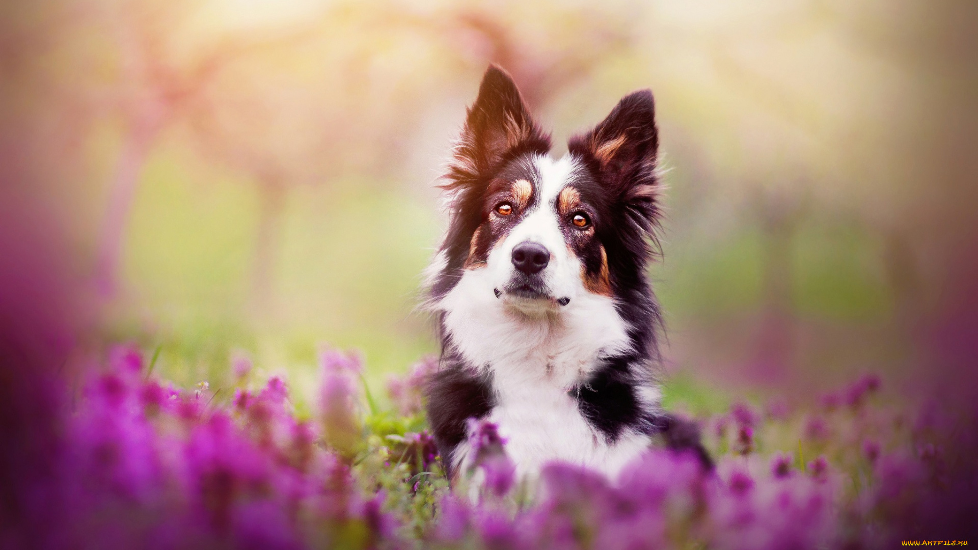 животные, собаки, весна, собака, цветы, бордер-колли