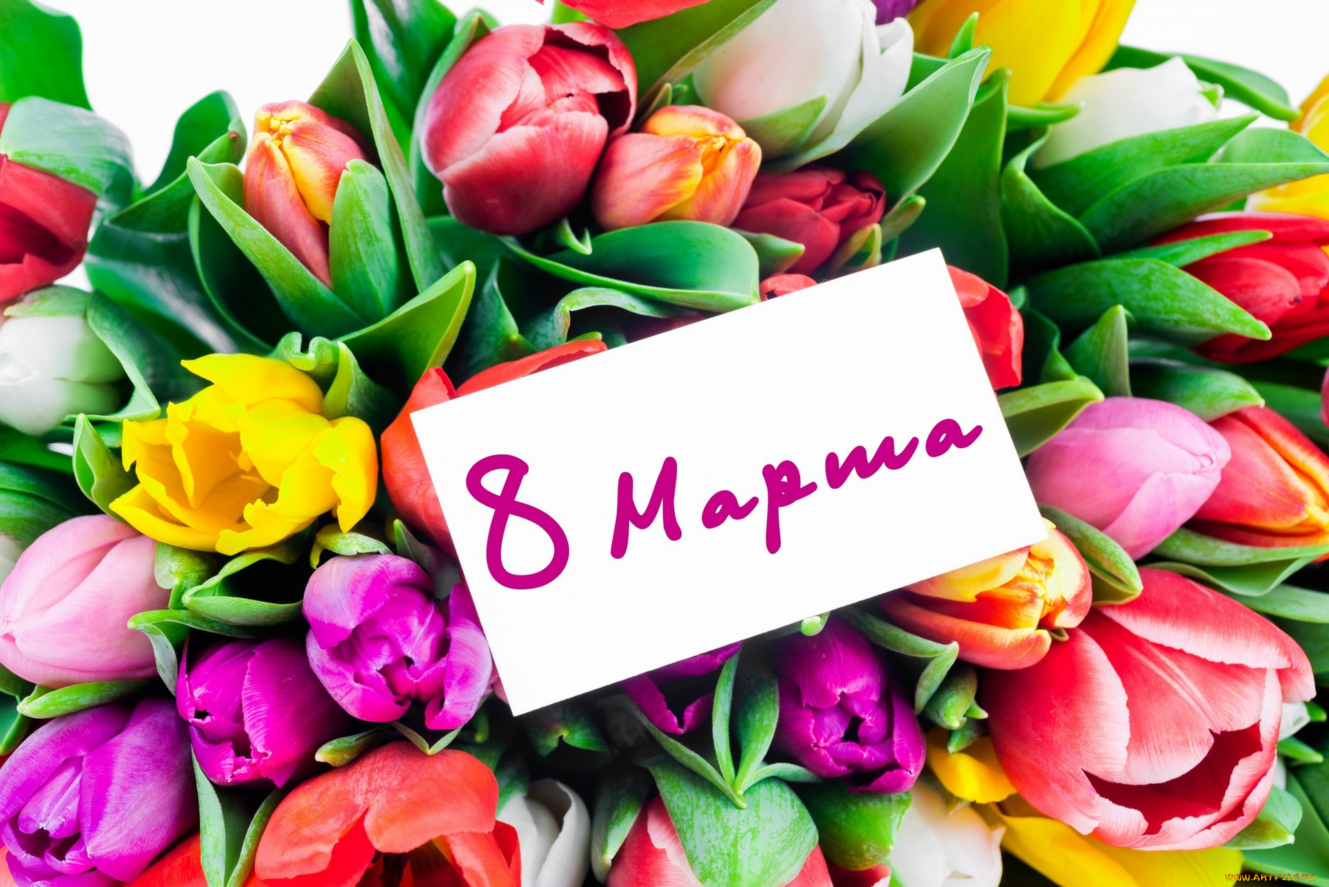 праздничные, международный, женский, день, -, 8, марта, тюльпаны, цветы