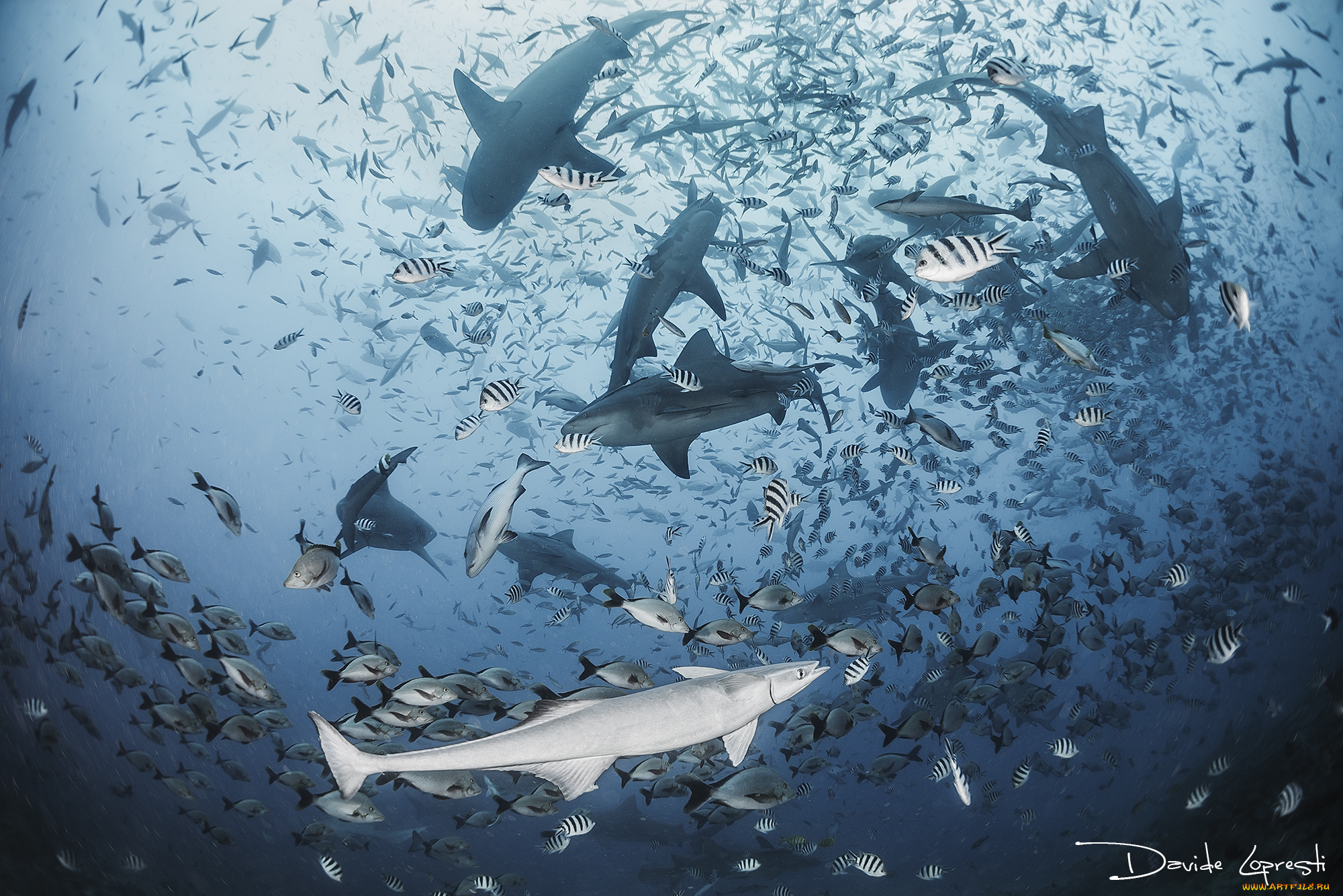 животные, разные, вместе, море, акулы, акула, океан, подводный, мир, рыба