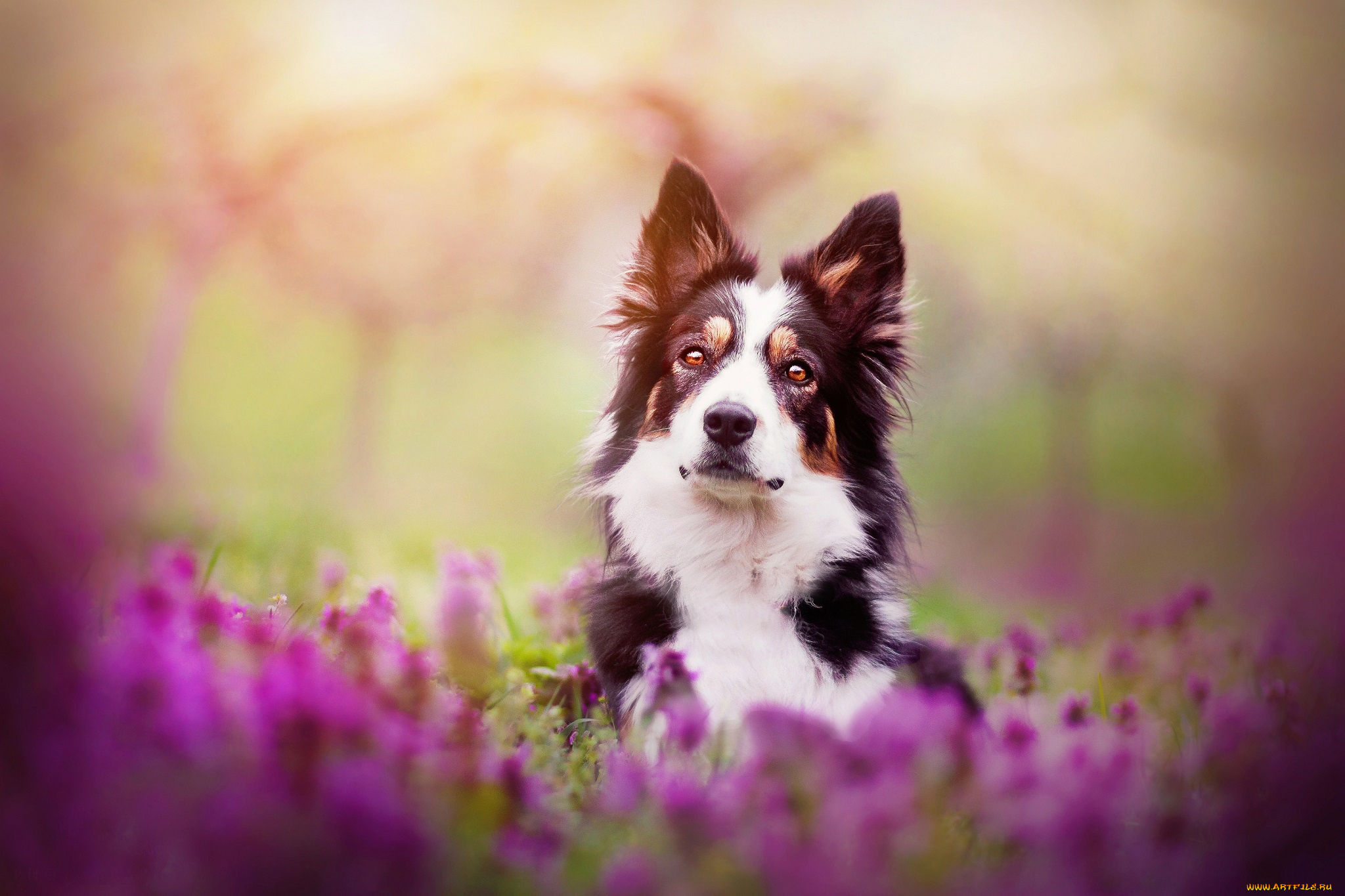 животные, собаки, весна, собака, цветы, бордер-колли