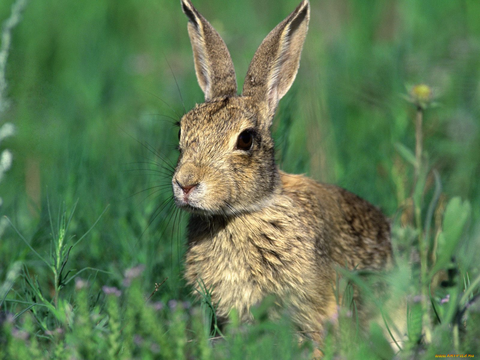 cottontail, rabbit, животные, кролики, зайцы