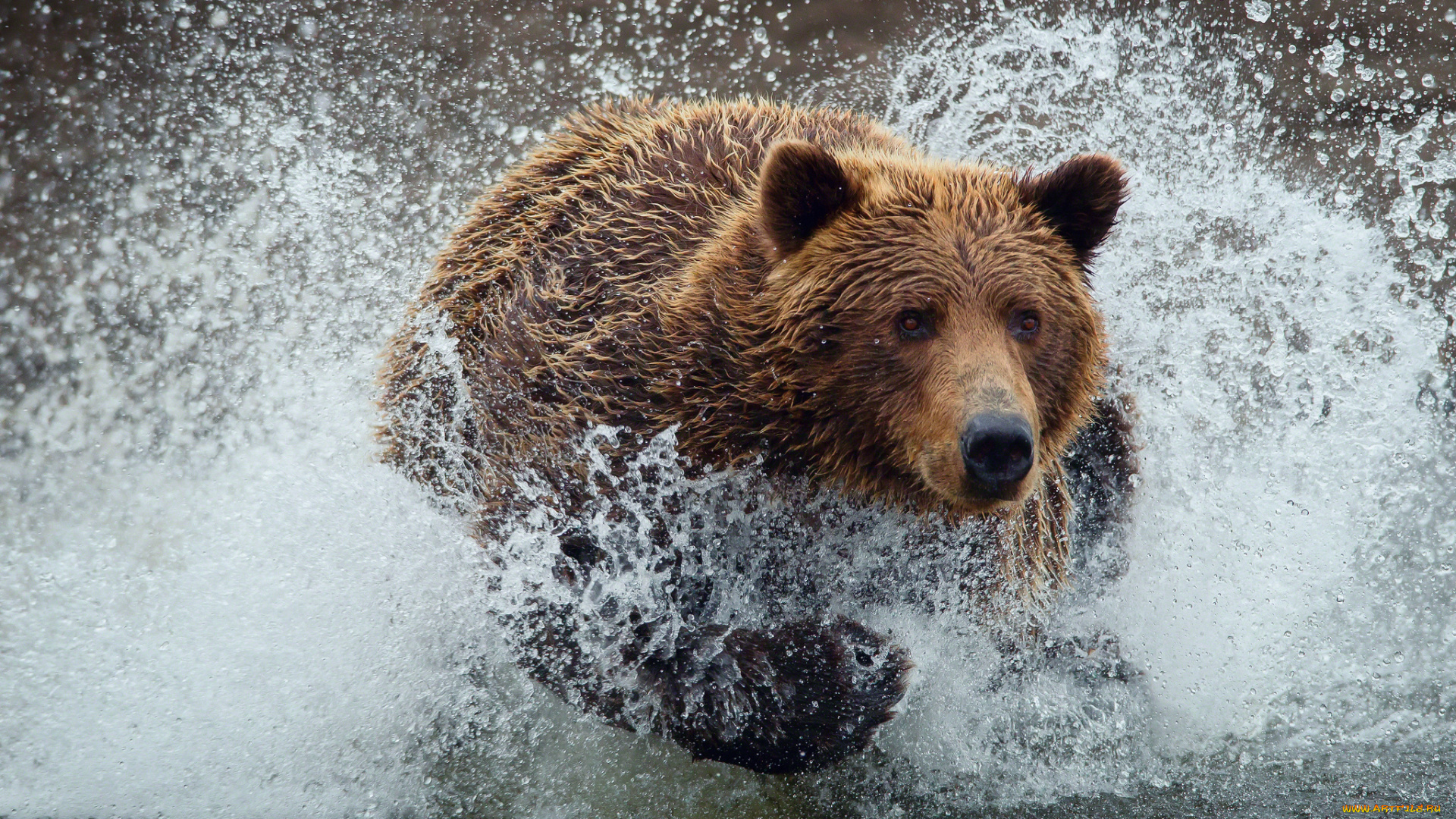 животные, медведи, вода, топтыгин