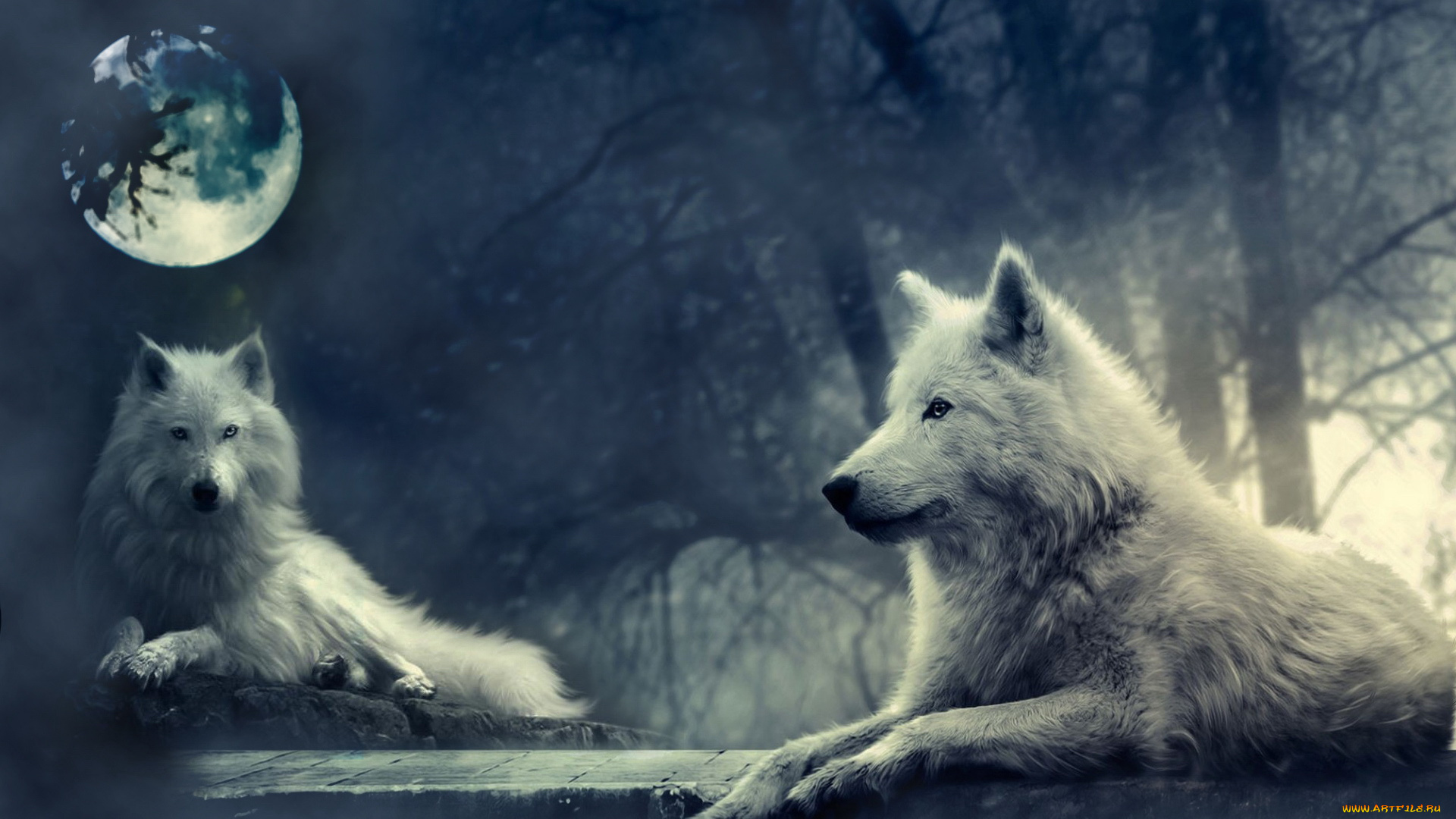 животные, волки, луна, ночь