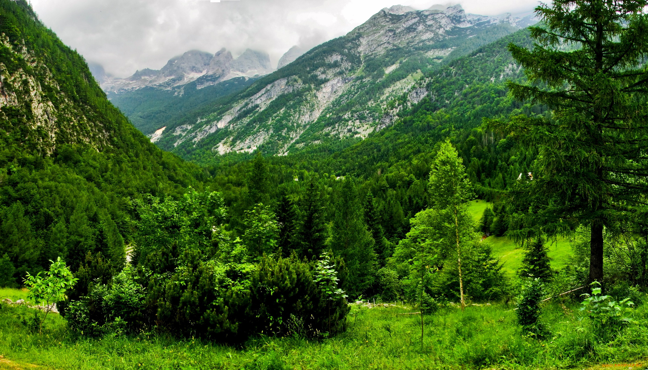 словения, bovec, природа, горы, лес
