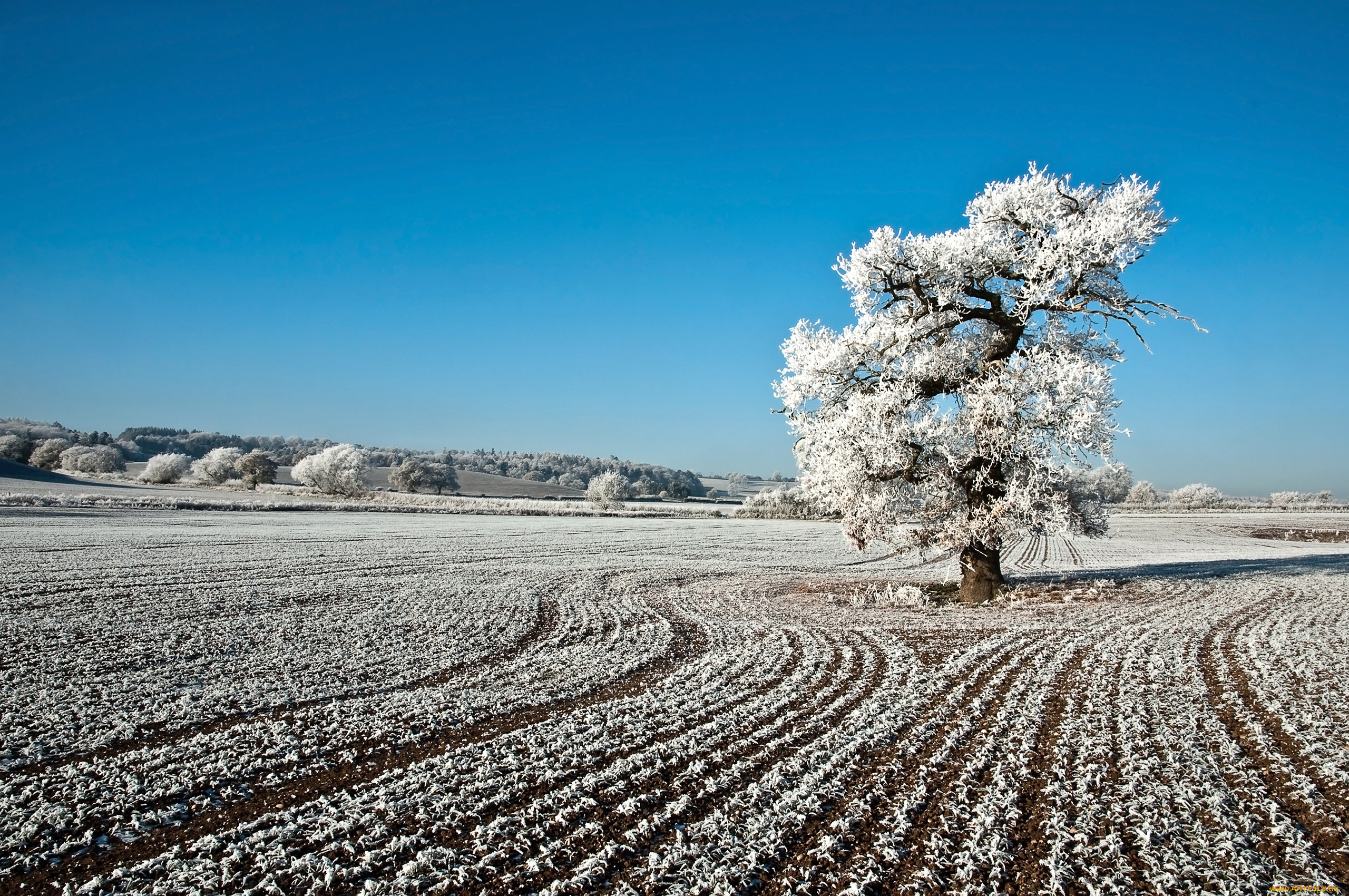 природа, зима, иней, дерево, поле